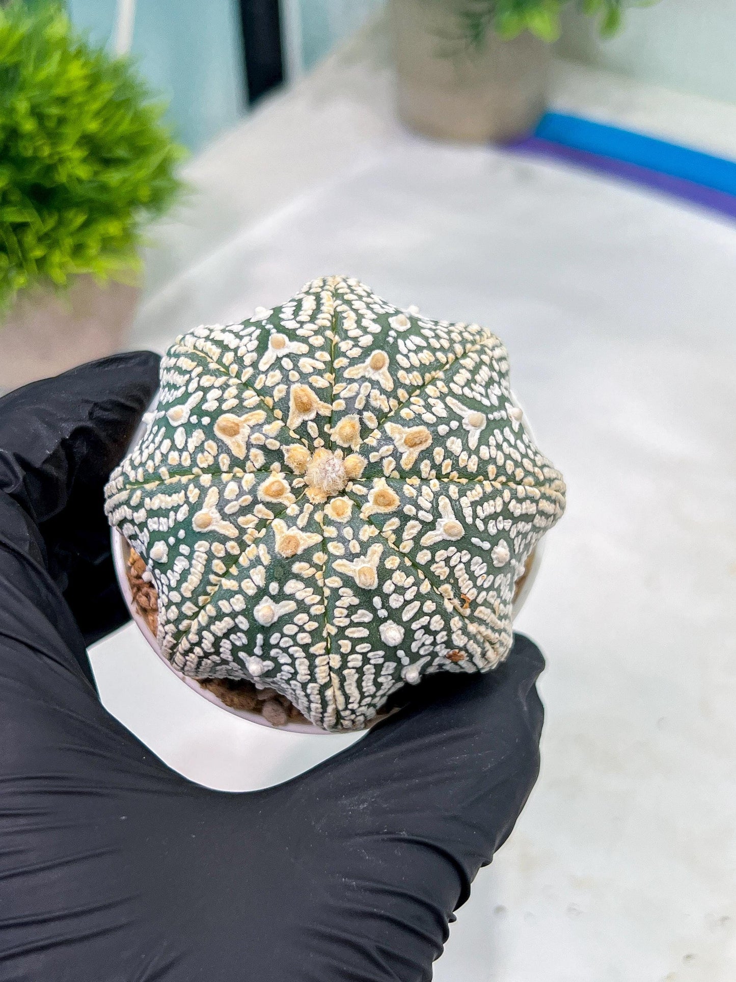 Astrophytum V-Type (#T1G4) | Imported From Japan/korea | 3" Pot