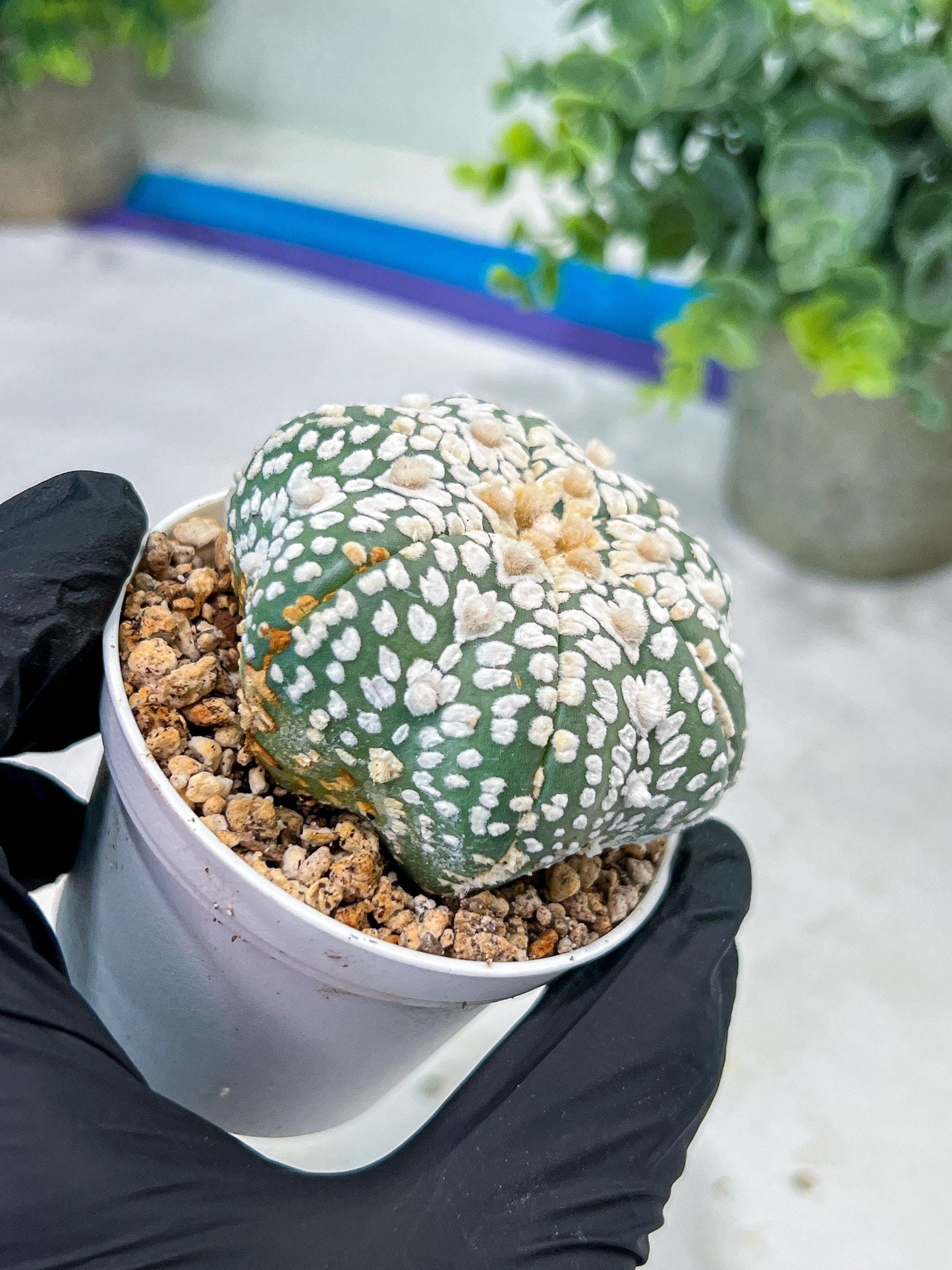 Astrophytum V-Type (#T1G5) | Las Vegas Botanical Shop | 3" Pot