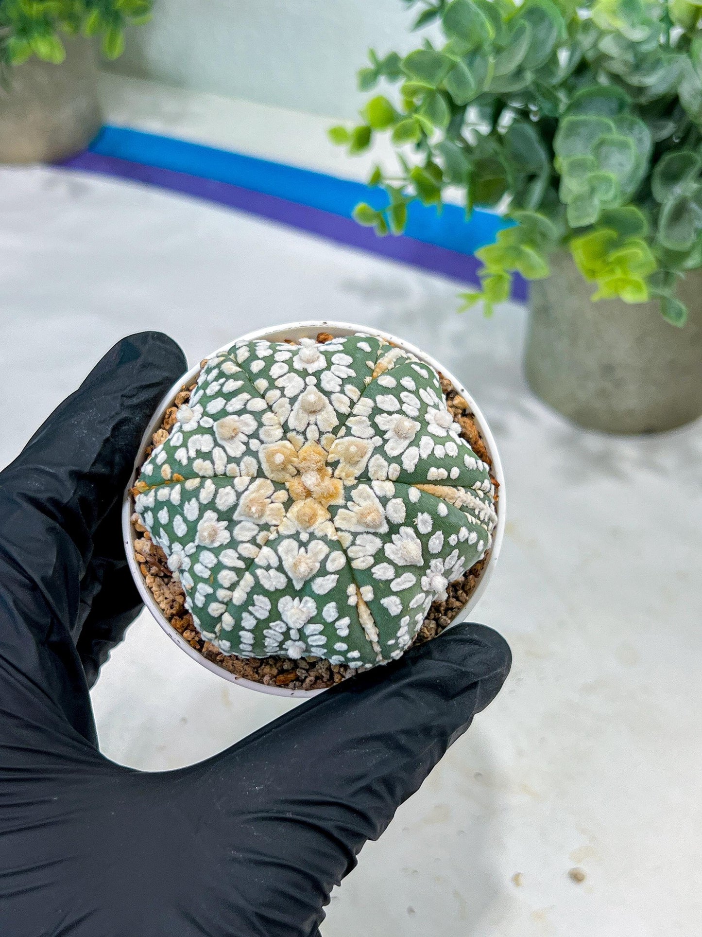 Astrophytum V-Type (#T1G5) | Las Vegas Botanical Shop | 3" Pot