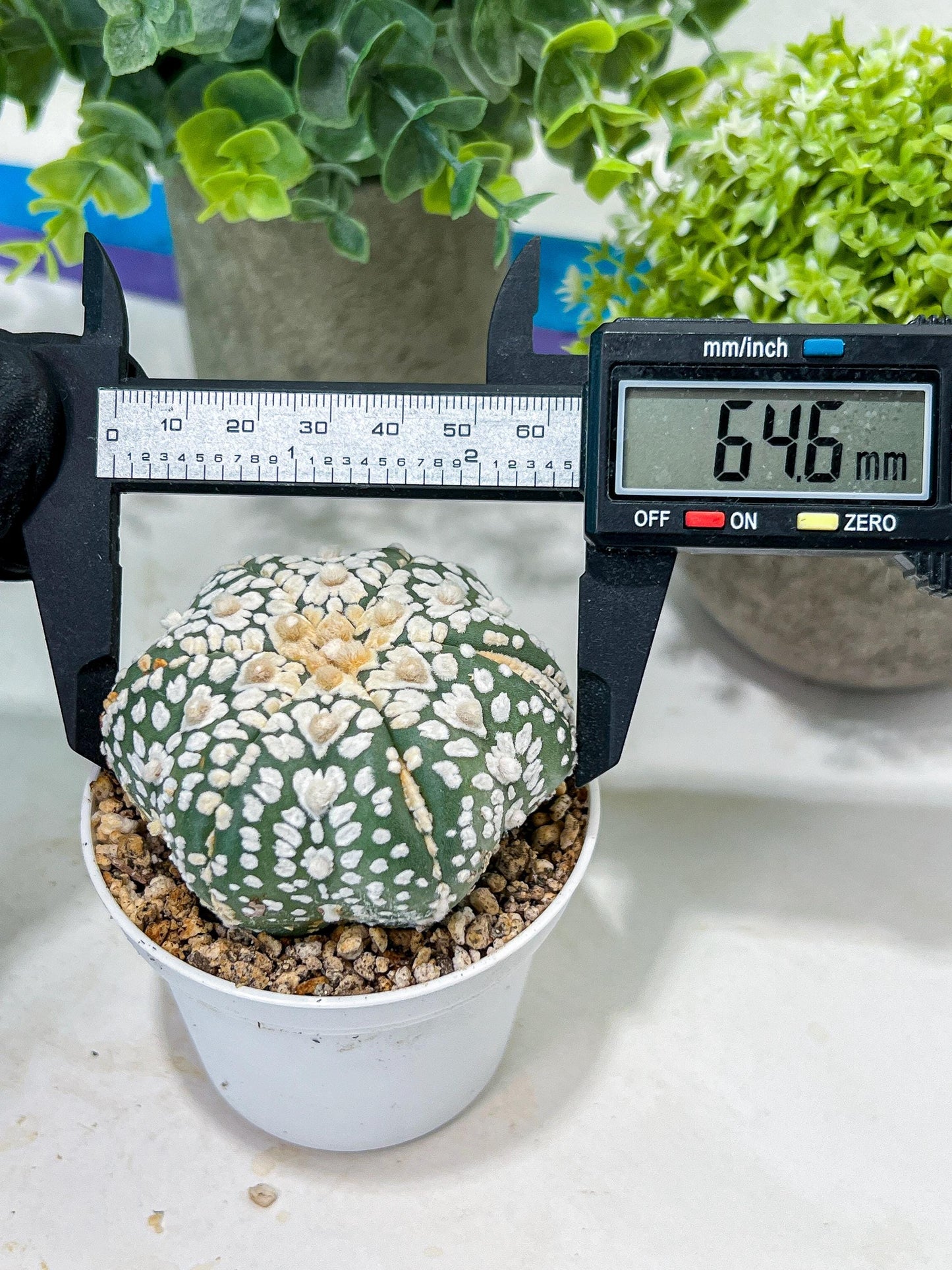 Astrophytum V-Type (#T1G5) | Las Vegas Botanical Shop | 3" Pot