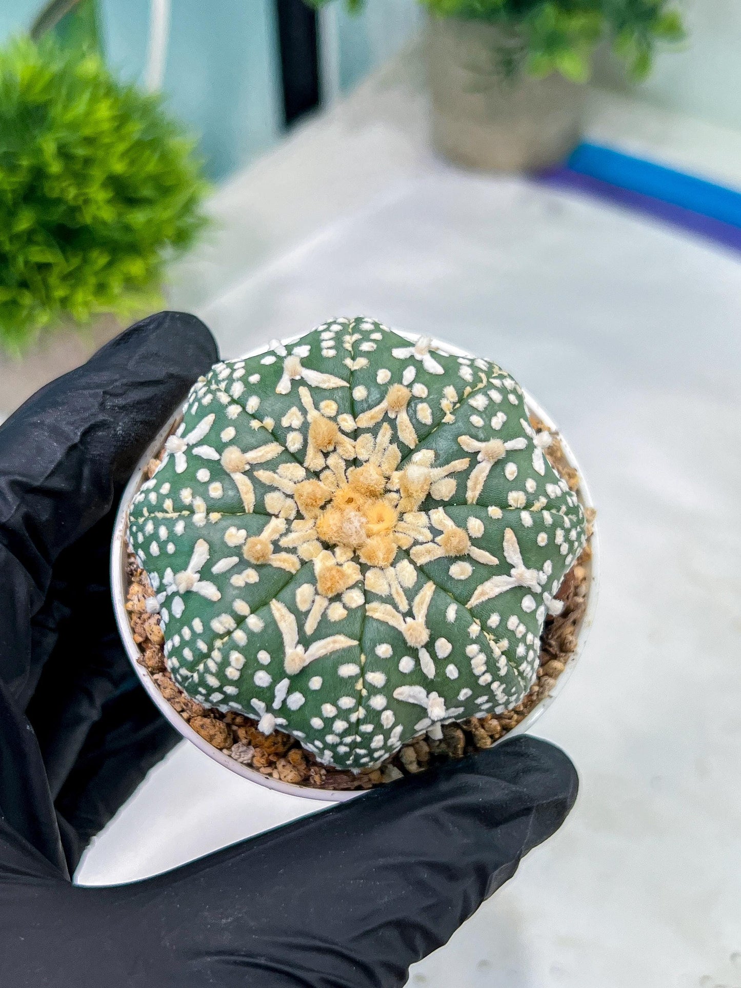 Astrophytum V-Type (#T1G6) | NEVADA Plant Seller | 3" Pot