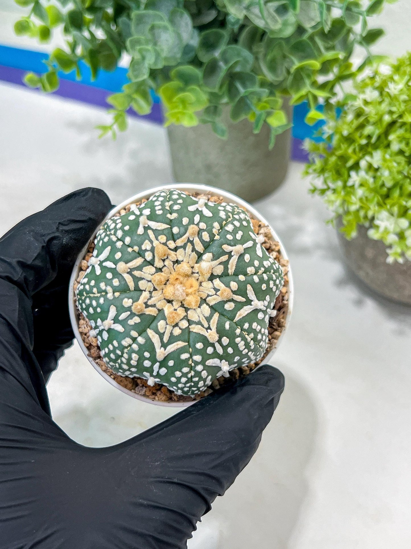 Astrophytum V-Type (#T1G6) | NEVADA Plant Seller | 3" Pot