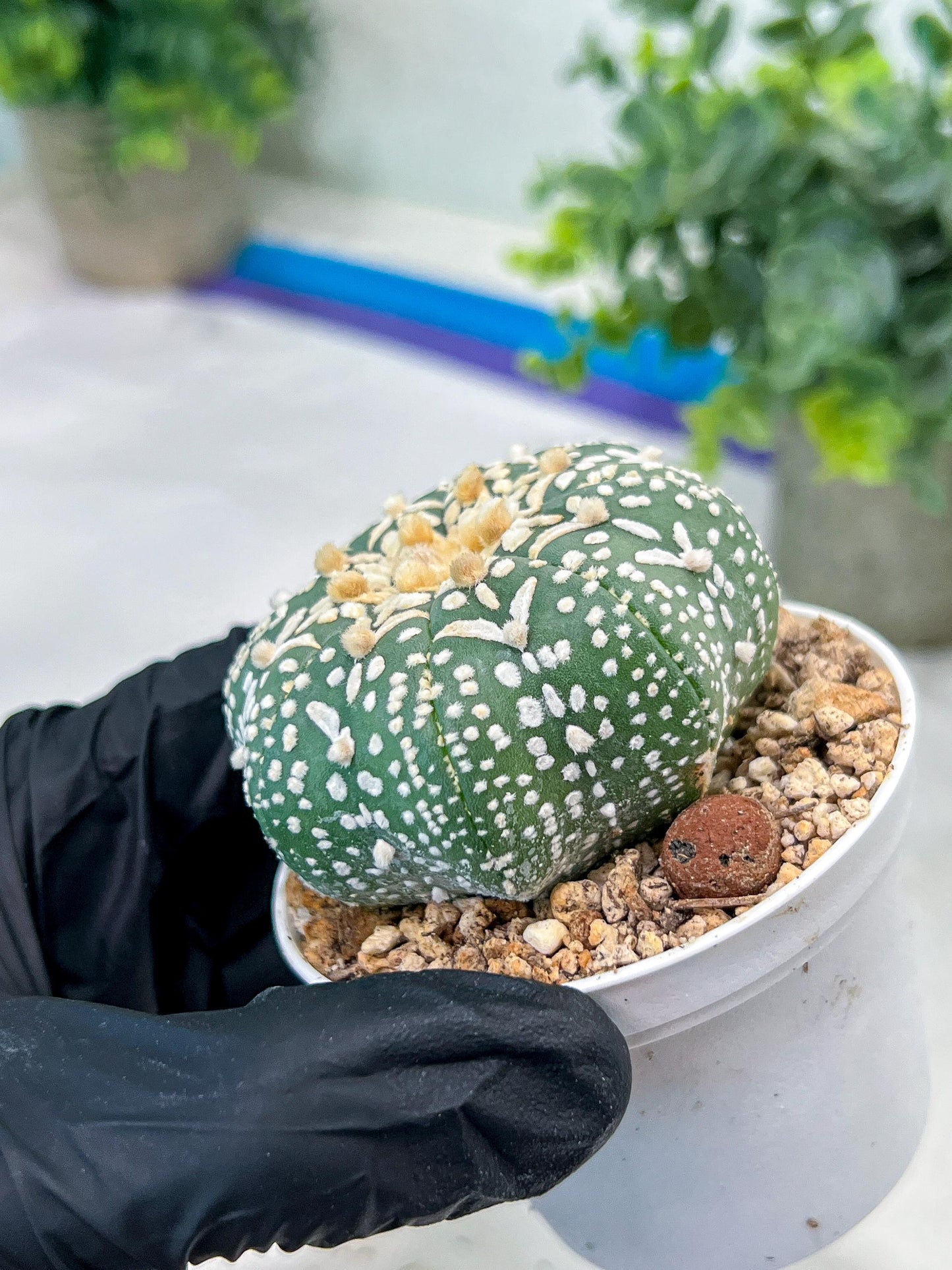 Astrophytum V-Type (#T1G6) | NEVADA Plant Seller | 3" Pot