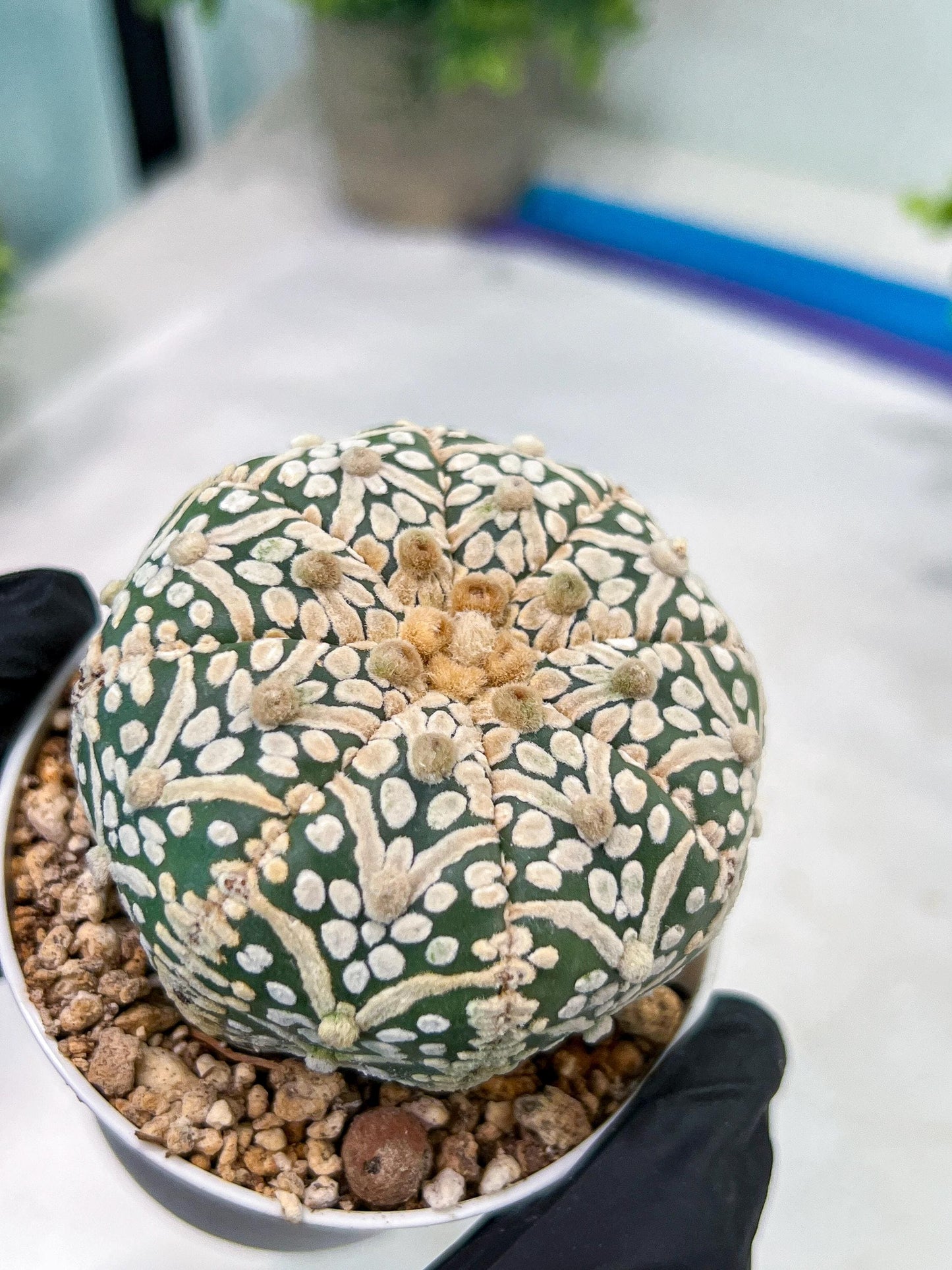 Astrophytum V-Type (#T1G7) | Las Vegas Plant Seller | 3" Pot