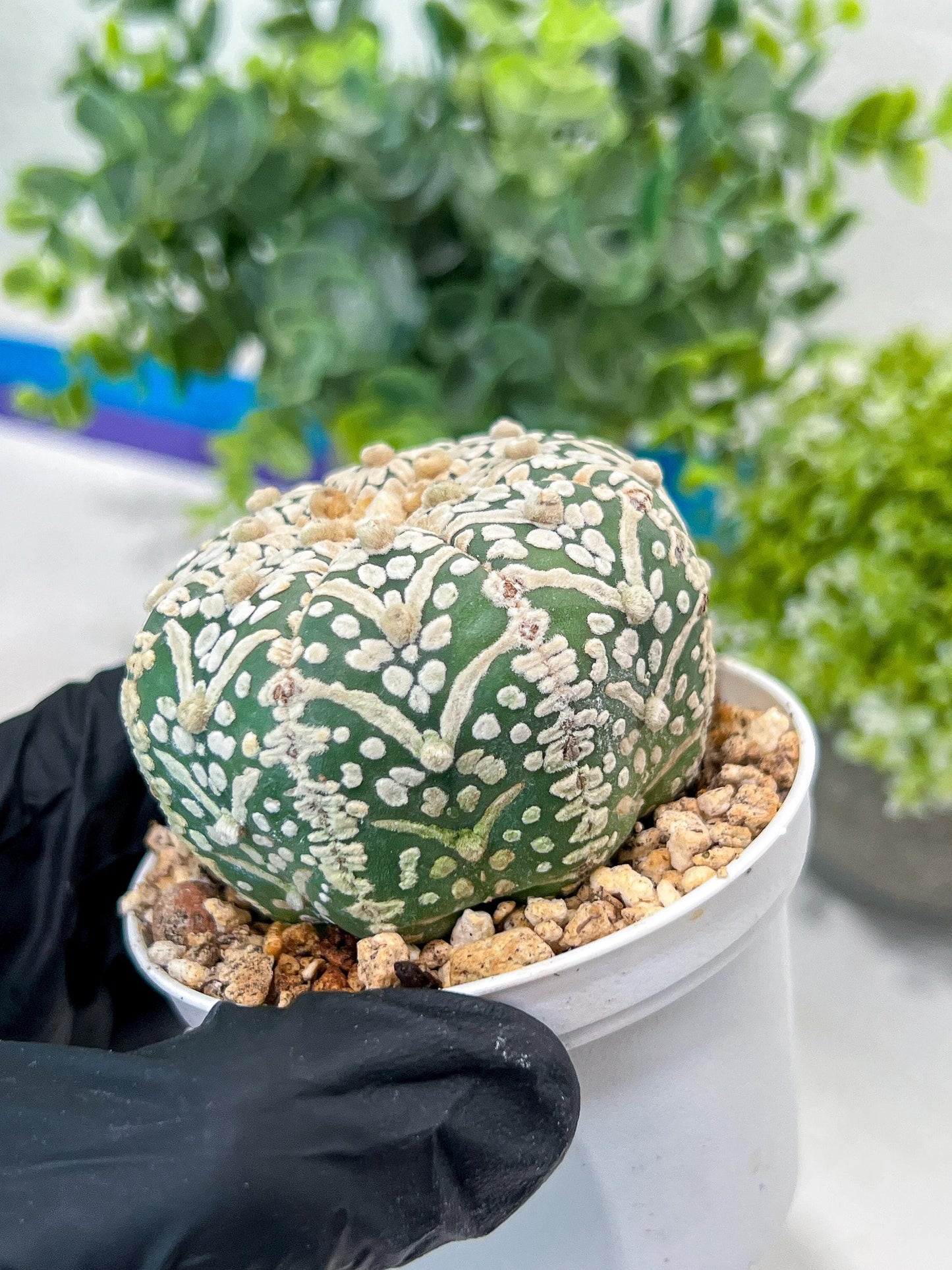 Astrophytum V-Type (#T1G7) | Las Vegas Plant Seller | 3" Pot