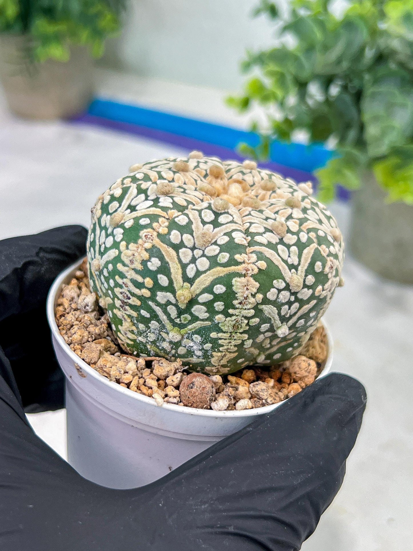 Astrophytum V-Type (#T1G7) | Las Vegas Plant Seller | 3" Pot