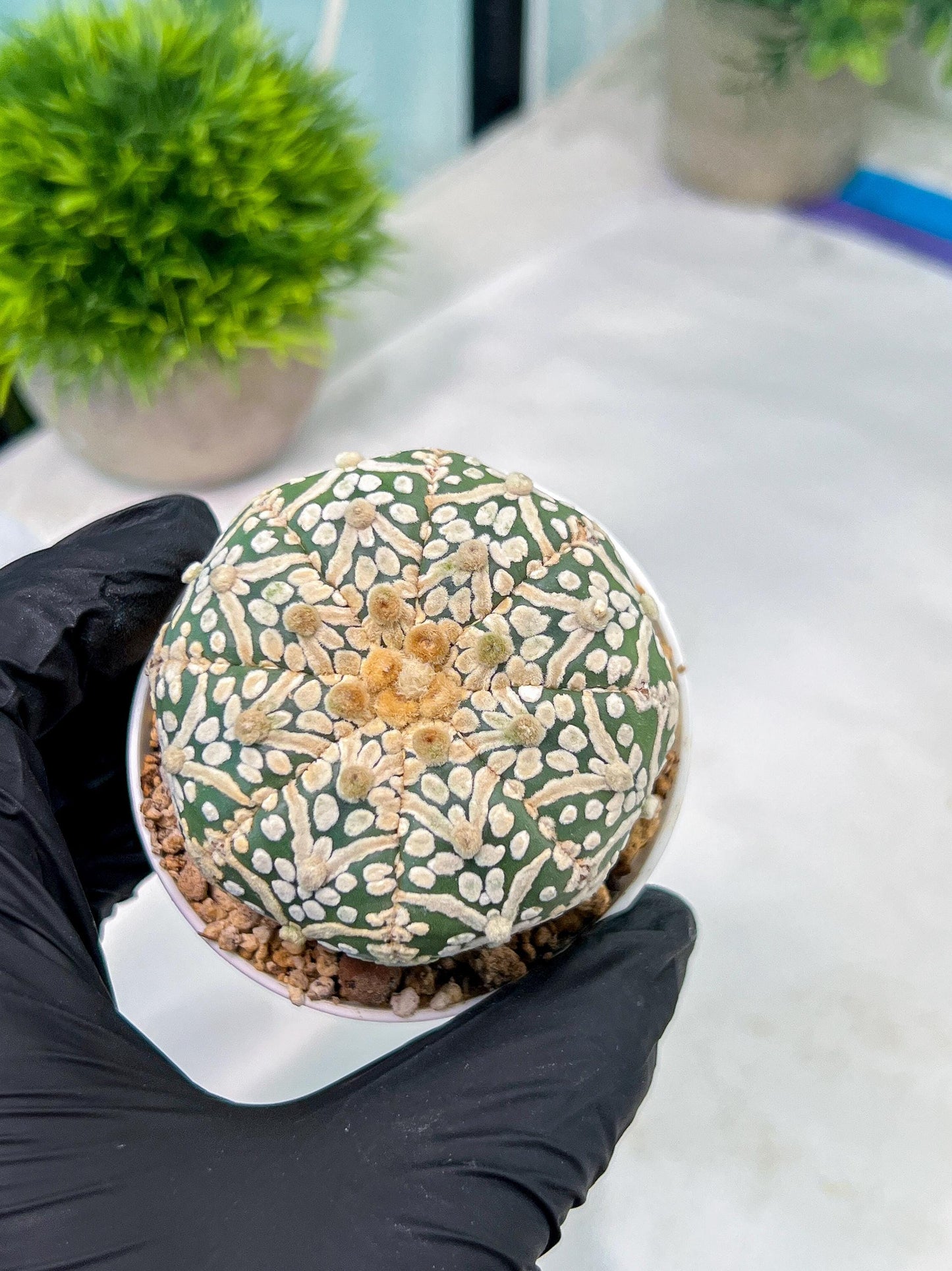 Astrophytum V-Type (#T1G7) | Las Vegas Plant Seller | 3" Pot