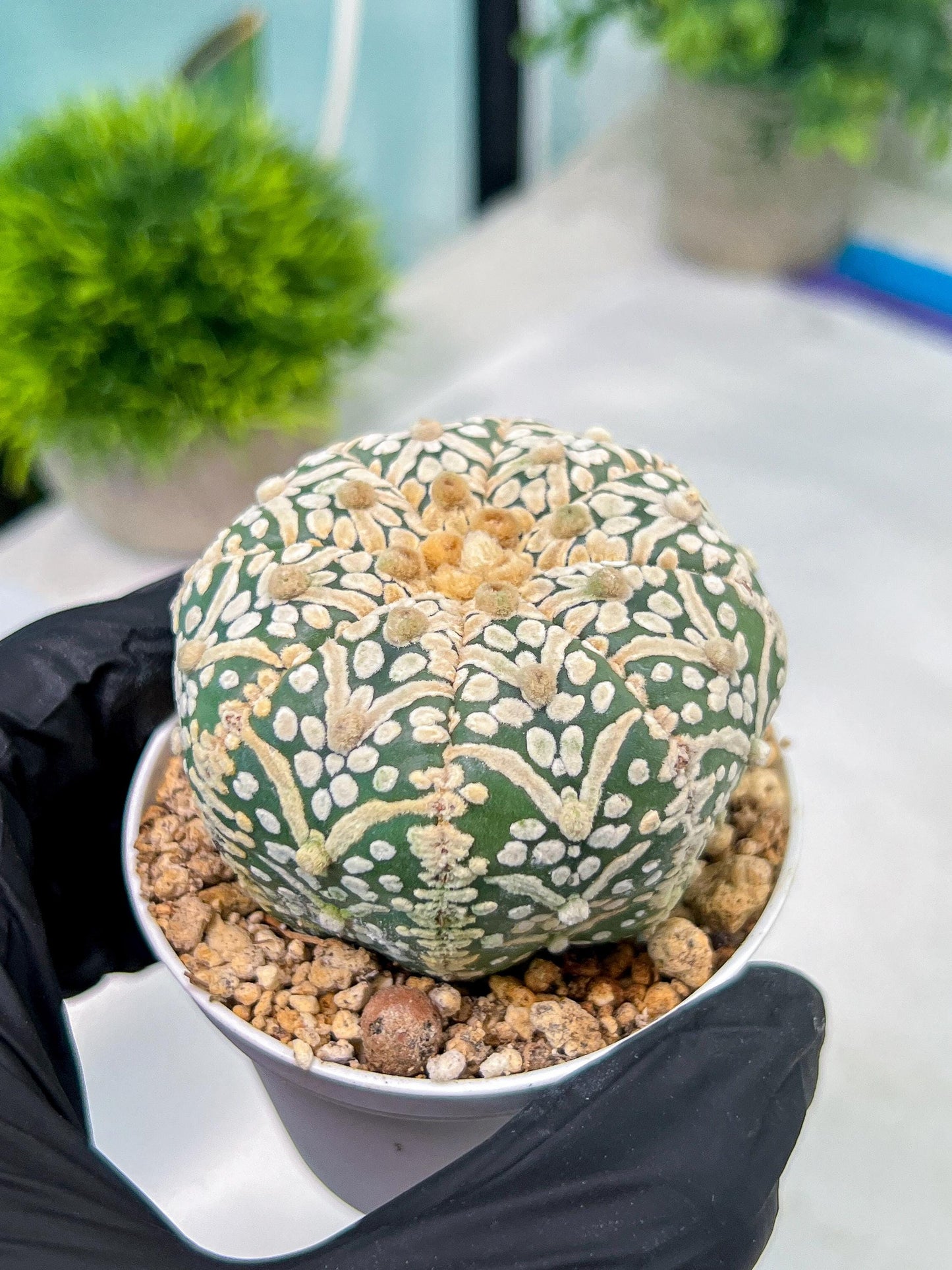 Astrophytum V-Type (#T1G7) | Las Vegas Plant Seller | 3" Pot