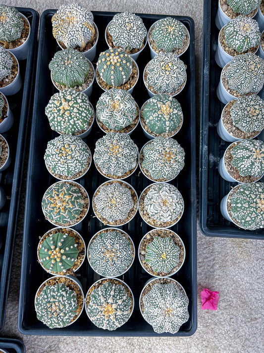 Custom Order- You'll receive the exact live plant (#T1R2) | USA Plant Seller | 3" Pot