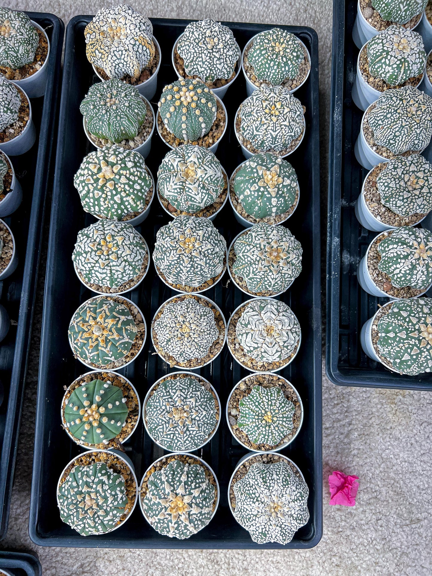Custom Order- You'll receive the exact live plant (#T1R1) | USA Plant Seller | 3" Pot