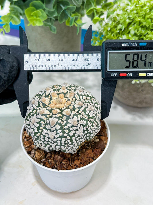 Custom Order- You'll receive the exact live plant (#T1R1) | USA Plant Seller | 3" Pot