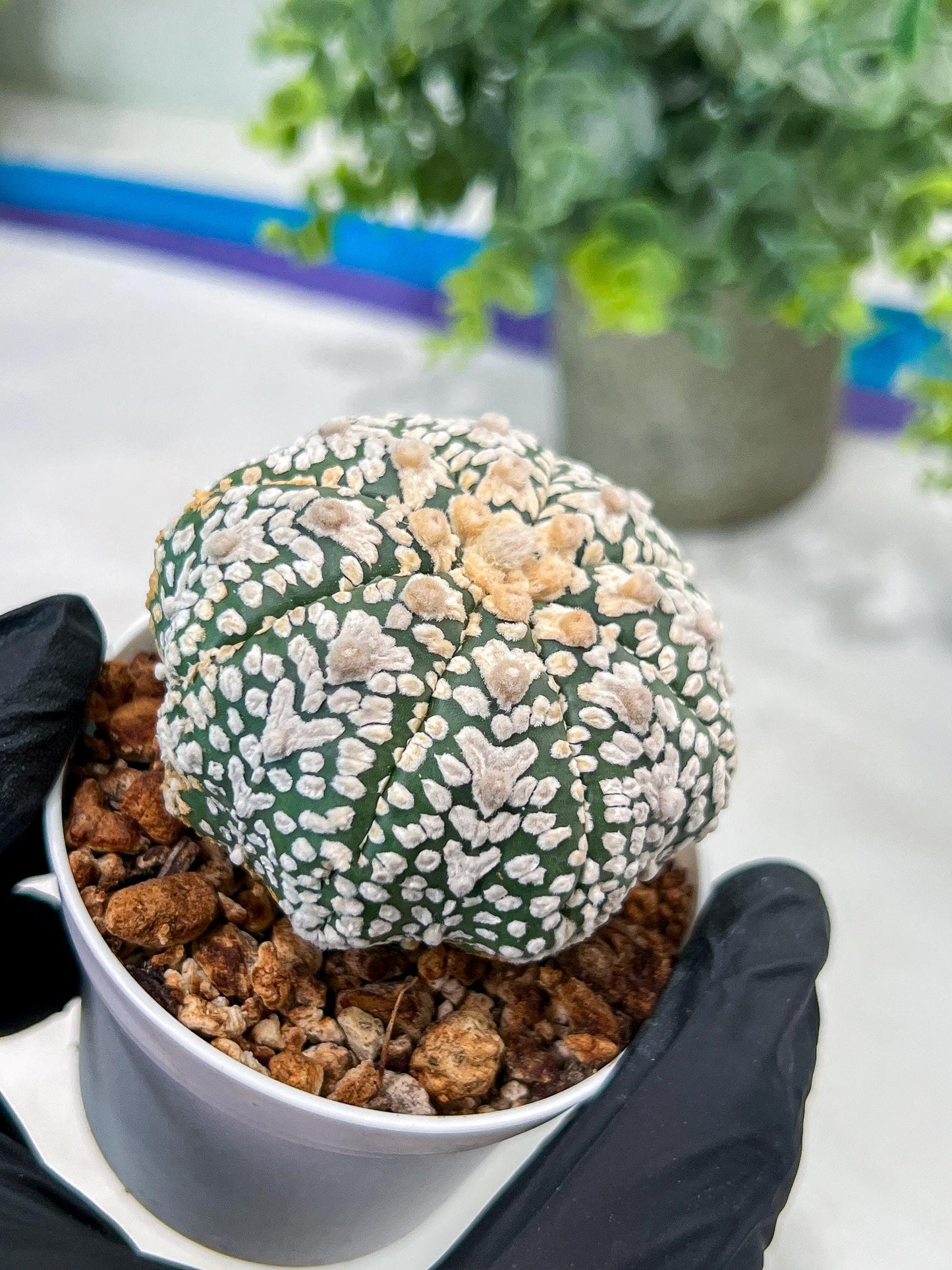 Custom Order- You'll receive the exact live plant (#T1R1) | USA Plant Seller | 3" Pot