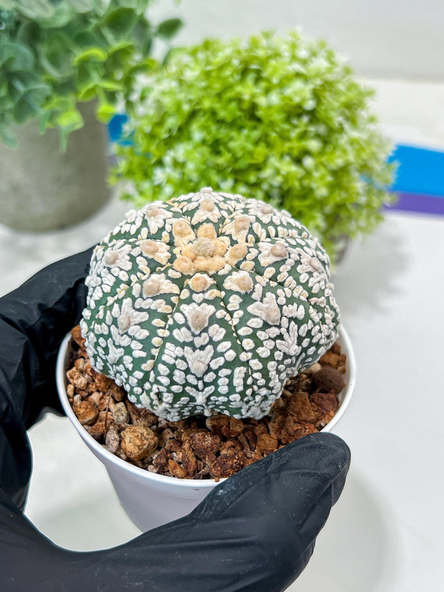 Custom Order- You'll receive the exact live plant (#T1R1) | USA Plant Seller | 3" Pot