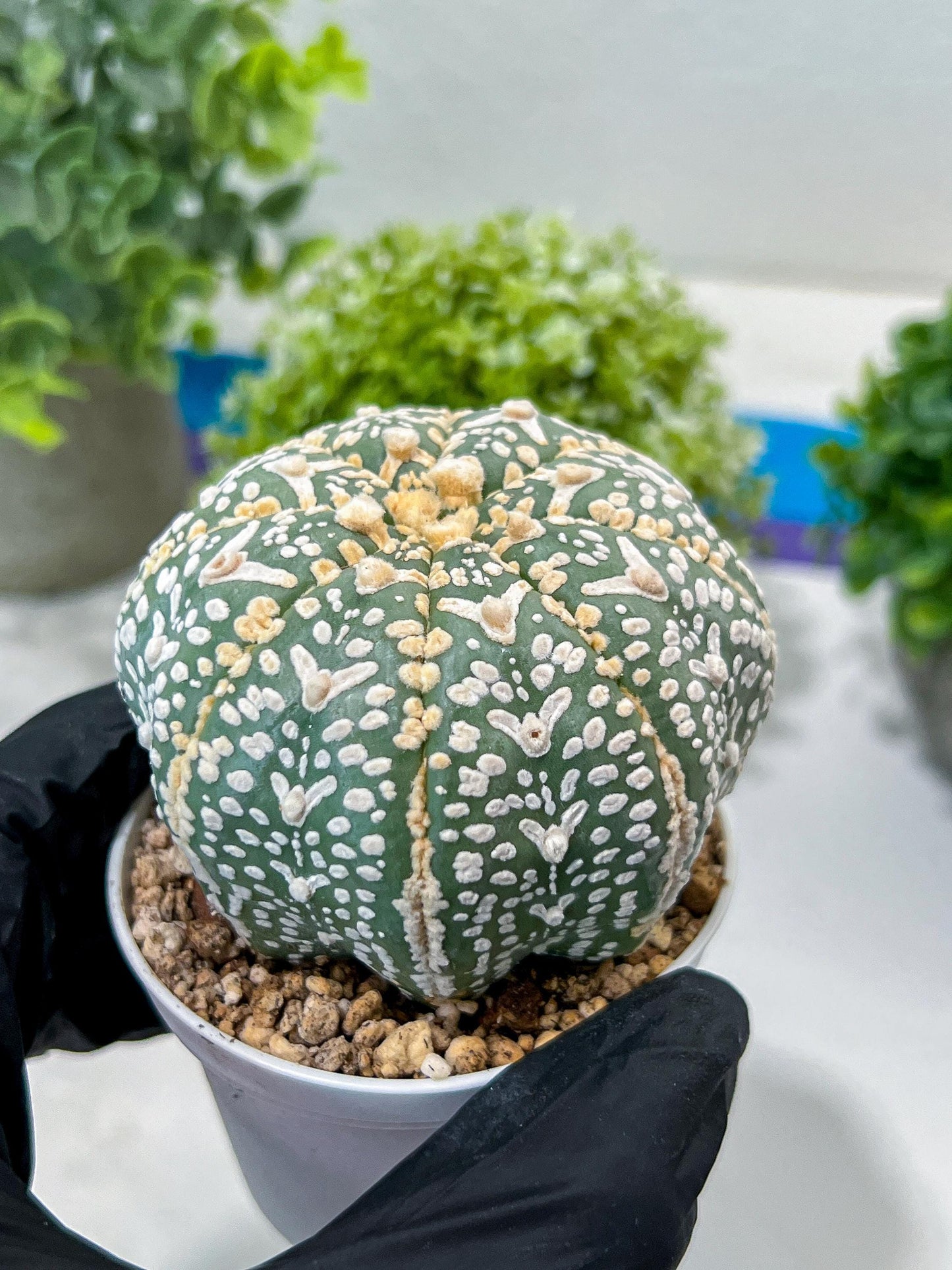 Custom Order- You'll receive the exact live plant (#T1R2) | USA Plant Seller | 3" Pot