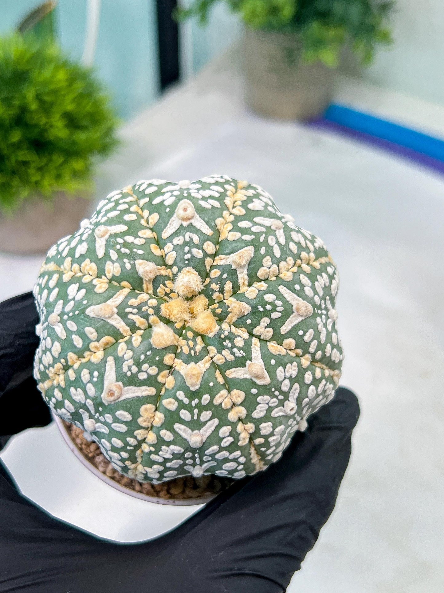 Custom Order- You'll receive the exact live plant (#T1R2) | USA Plant Seller | 3" Pot