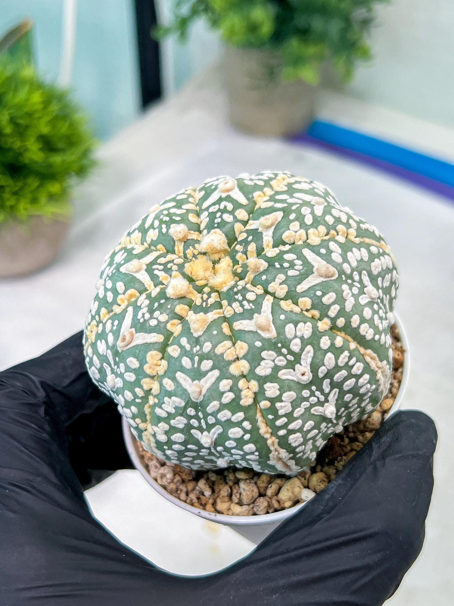 Custom Order- You'll receive the exact live plant (#T1R2) | USA Plant Seller | 3" Pot