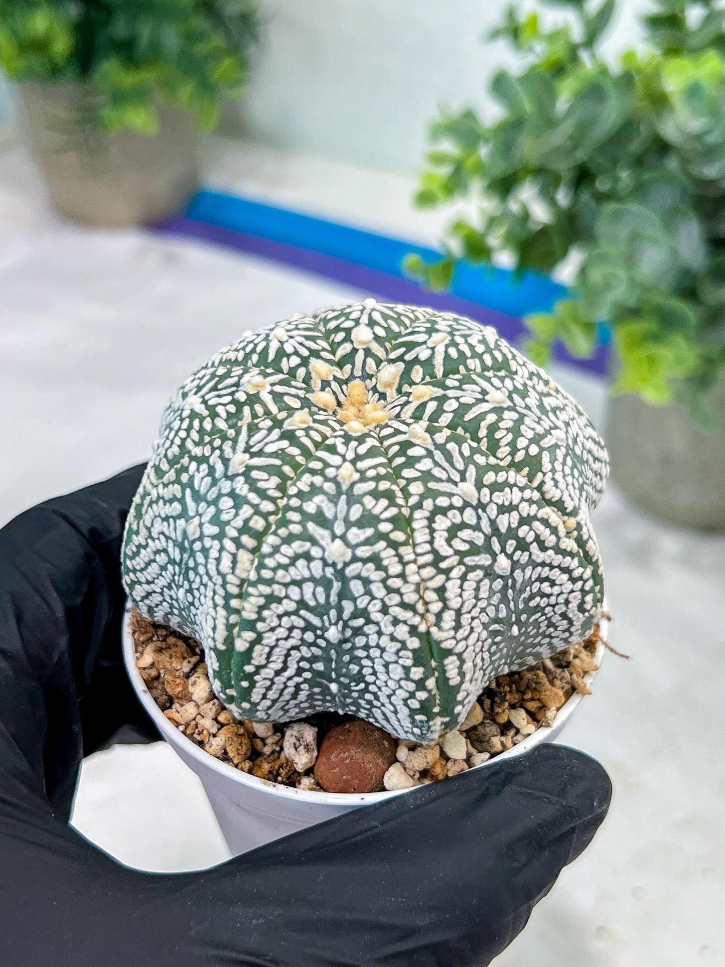Custom Order- You'll receive the exact live plant (#T1R3) | USA Plant Seller | 3" Pot