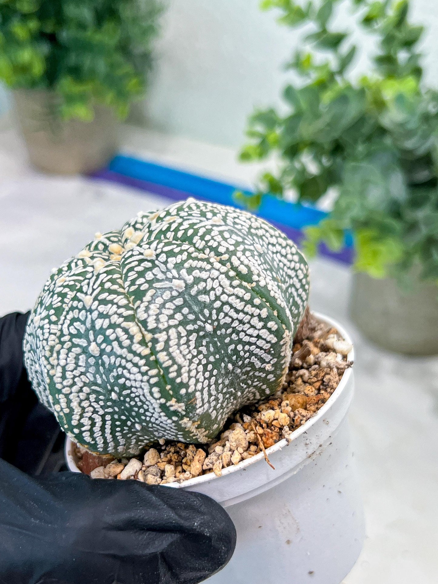 Custom Order- You'll receive the exact live plant (#T1R3) | USA Plant Seller | 3" Pot