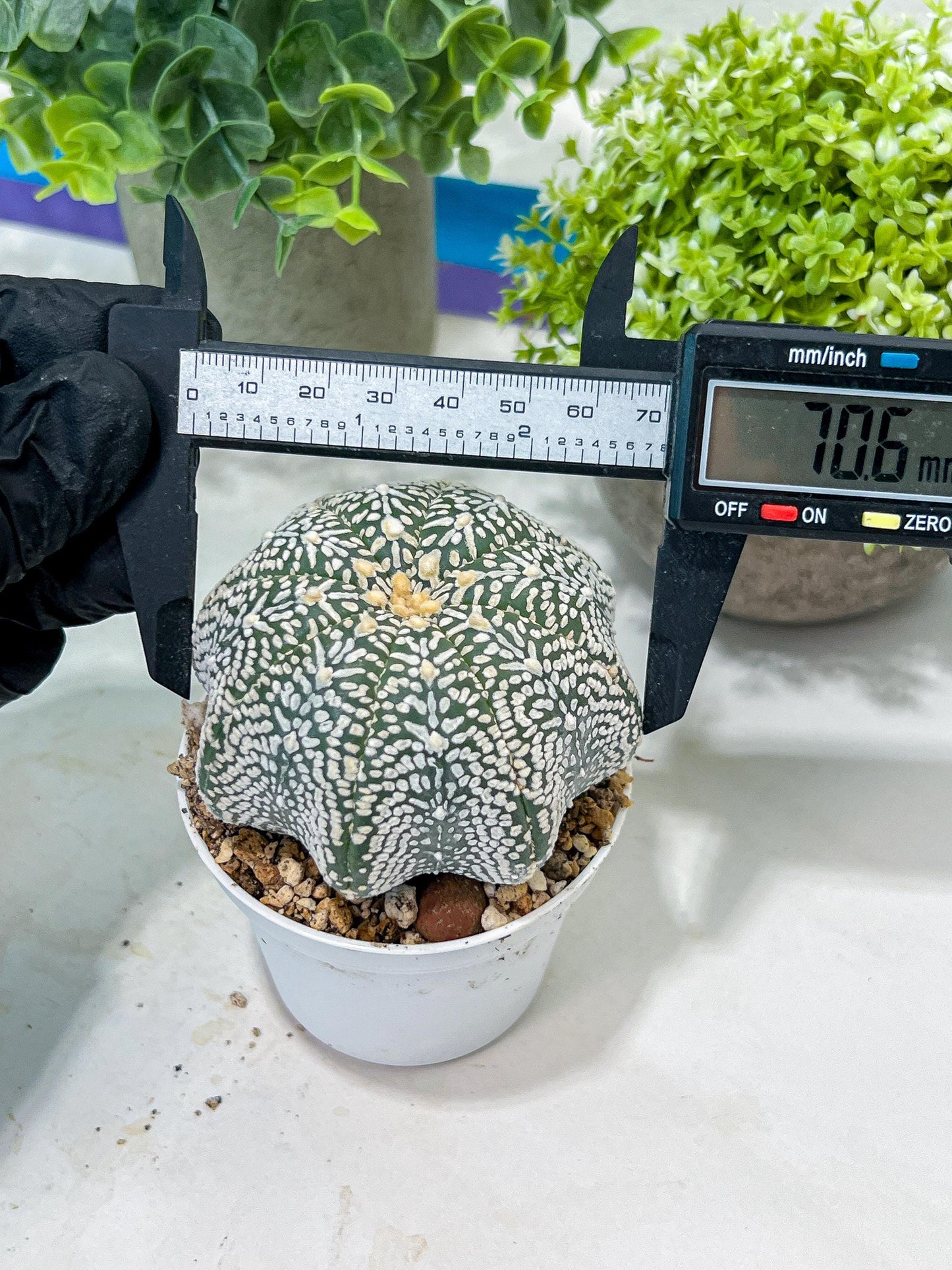 Custom Order- You'll receive the exact live plant (#T1R3) | USA Plant Seller | 3" Pot