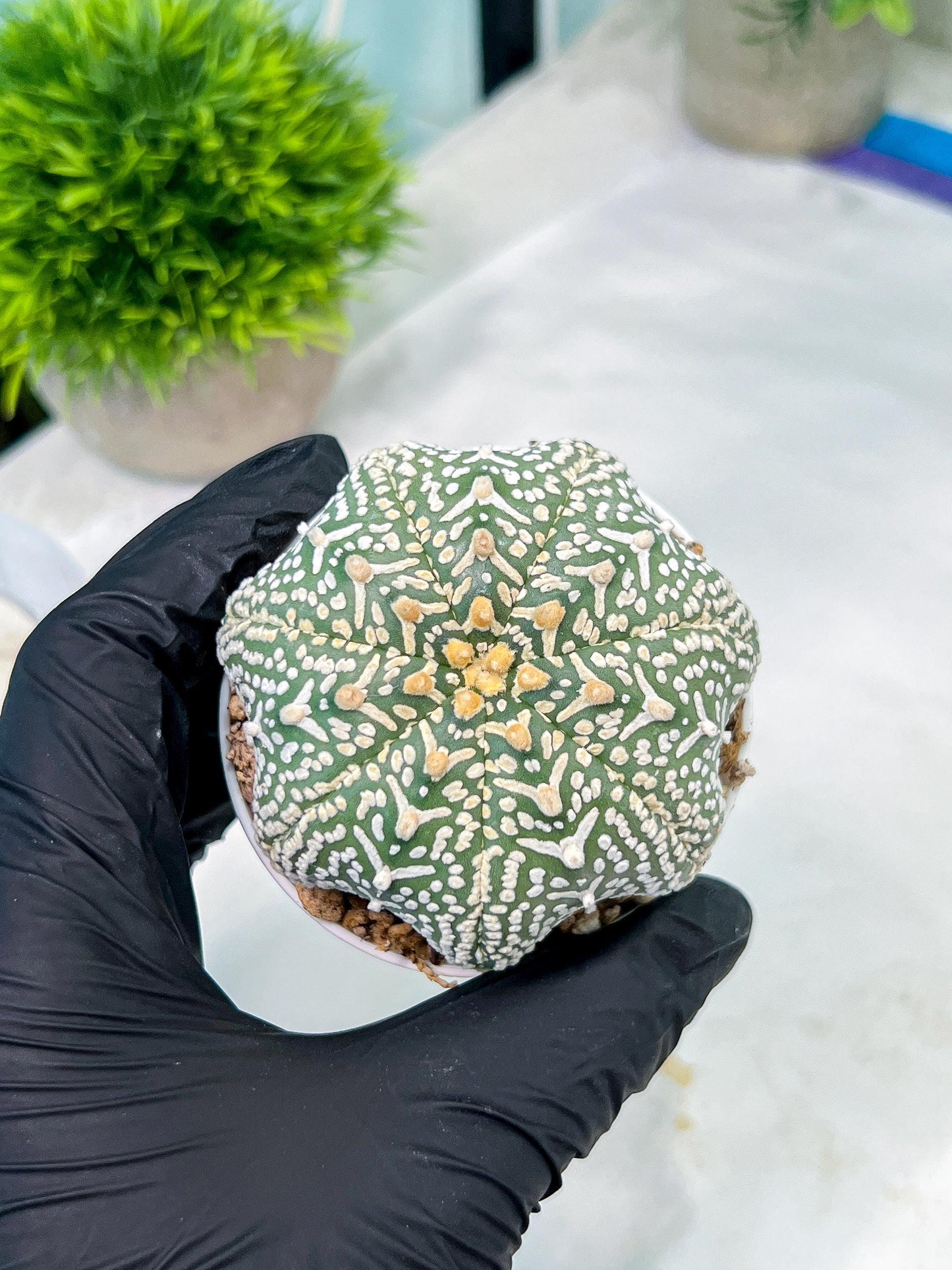 Custom Order- You'll receive the exact live plant (#T1R4) | USA Plant Seller | 3" Pot