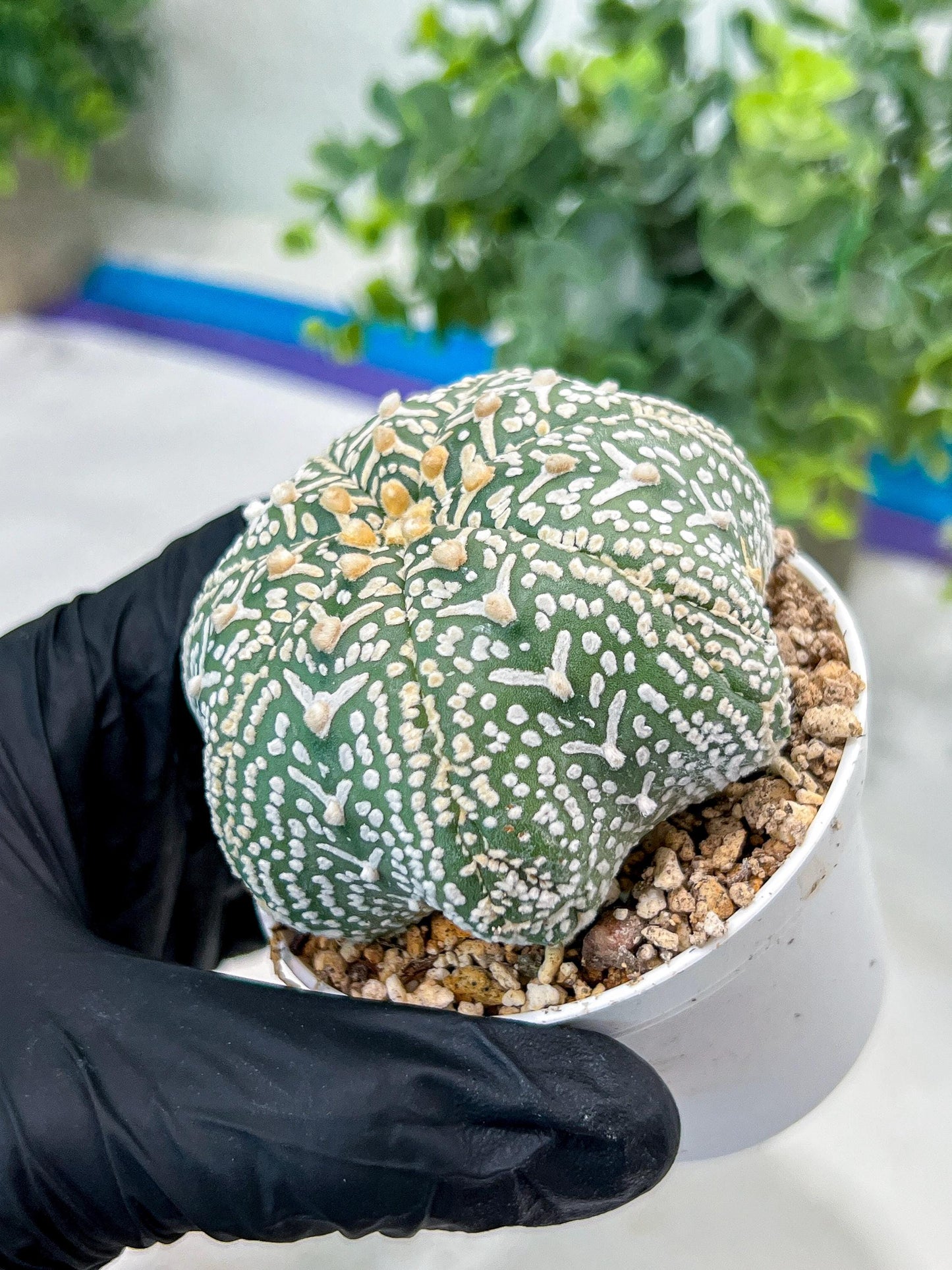 Custom Order- You'll receive the exact live plant (#T1R4) | USA Plant Seller | 3" Pot