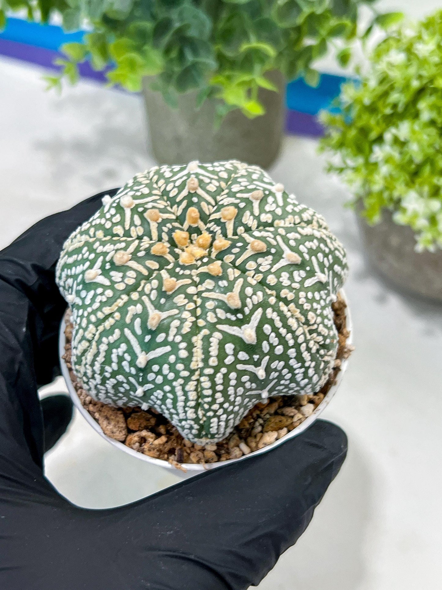 Custom Order- You'll receive the exact live plant (#T1R4) | USA Plant Seller | 3" Pot