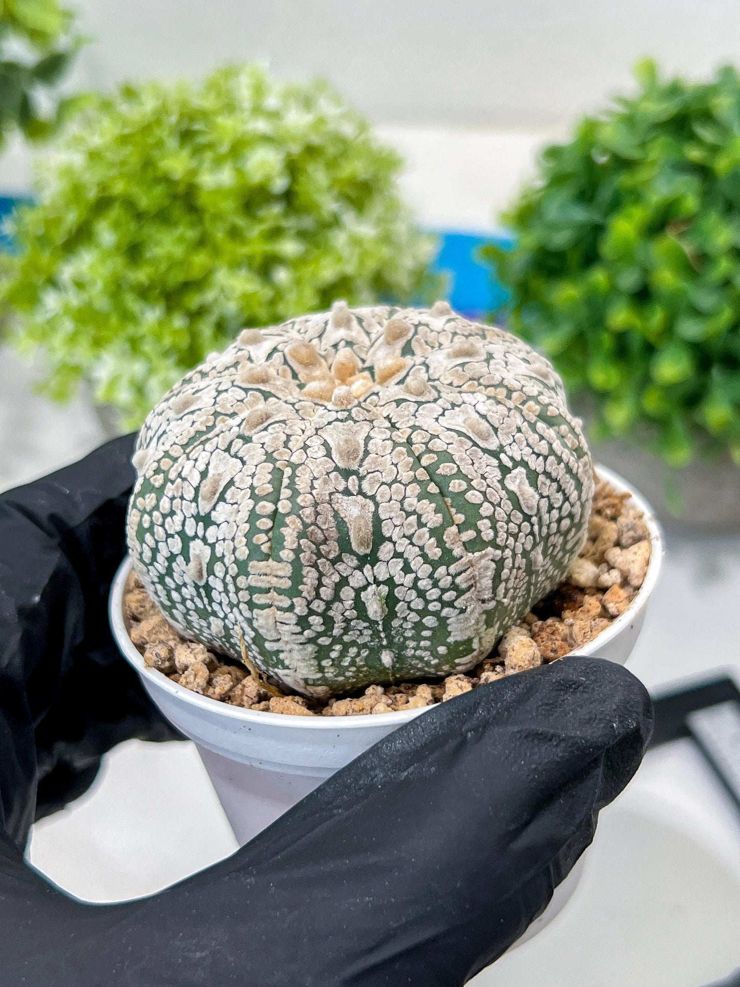 Custom Order- You'll receive the exact live plant (#T1R5) | USA Plant Seller | 3" Pot