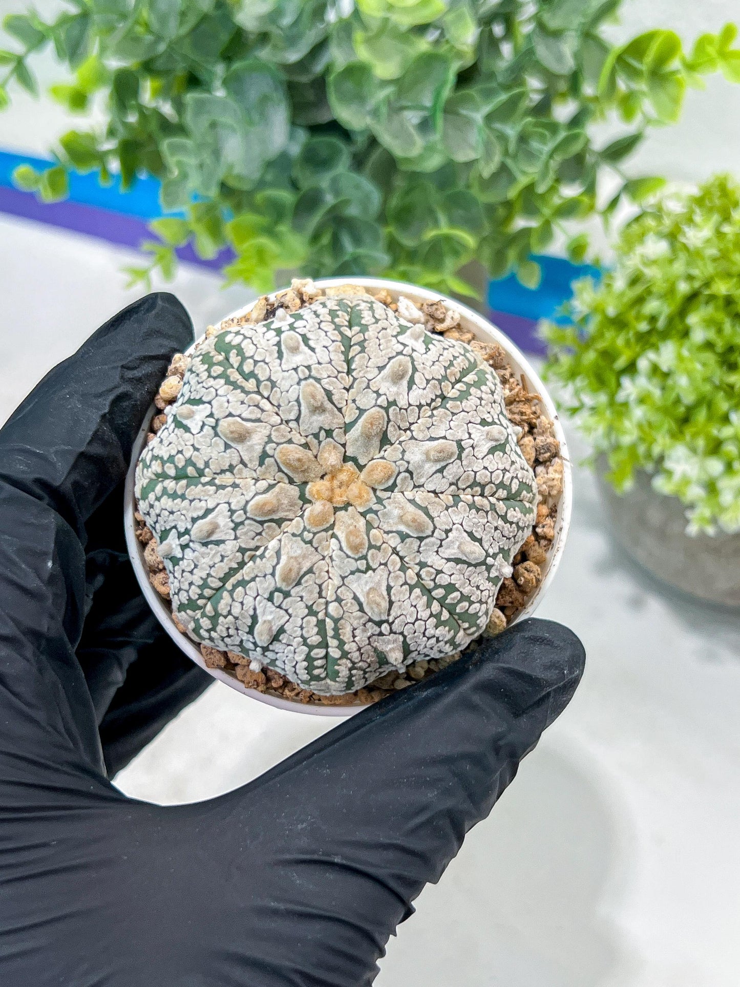 Custom Order- You'll receive the exact live plant (#T1R5) | USA Plant Seller | 3" Pot