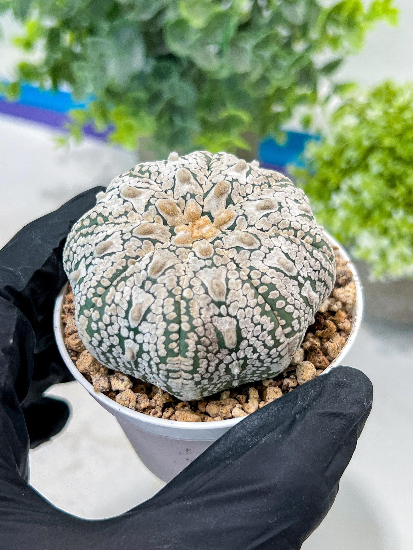 Custom Order- You'll receive the exact live plant (#T1R5) | USA Plant Seller | 3" Pot