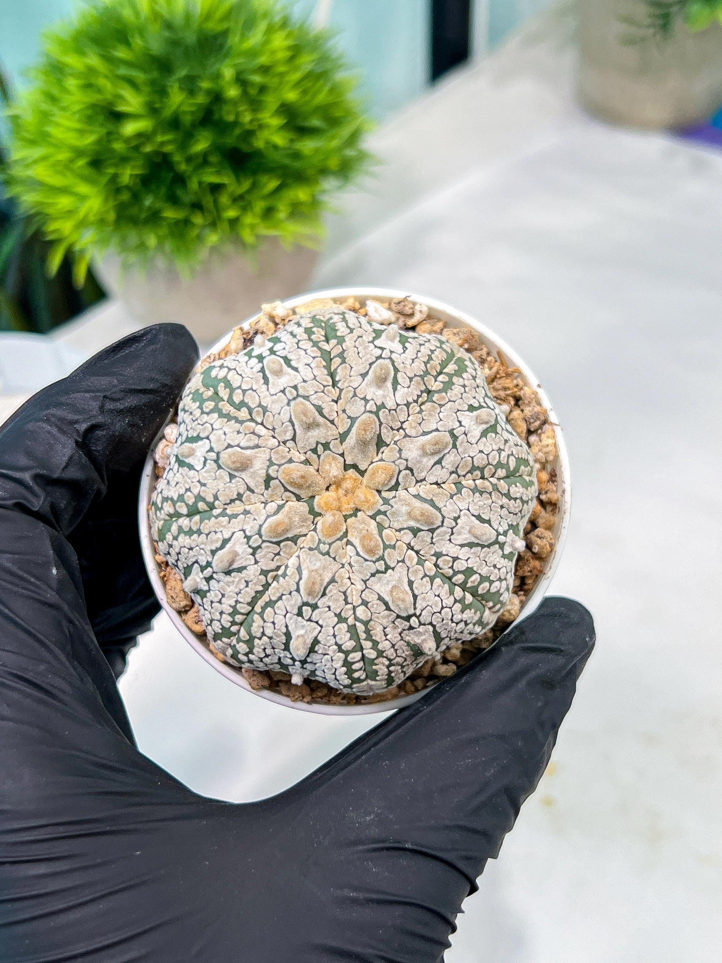 Custom Order- You'll receive the exact live plant (#T1R5) | USA Plant Seller | 3" Pot