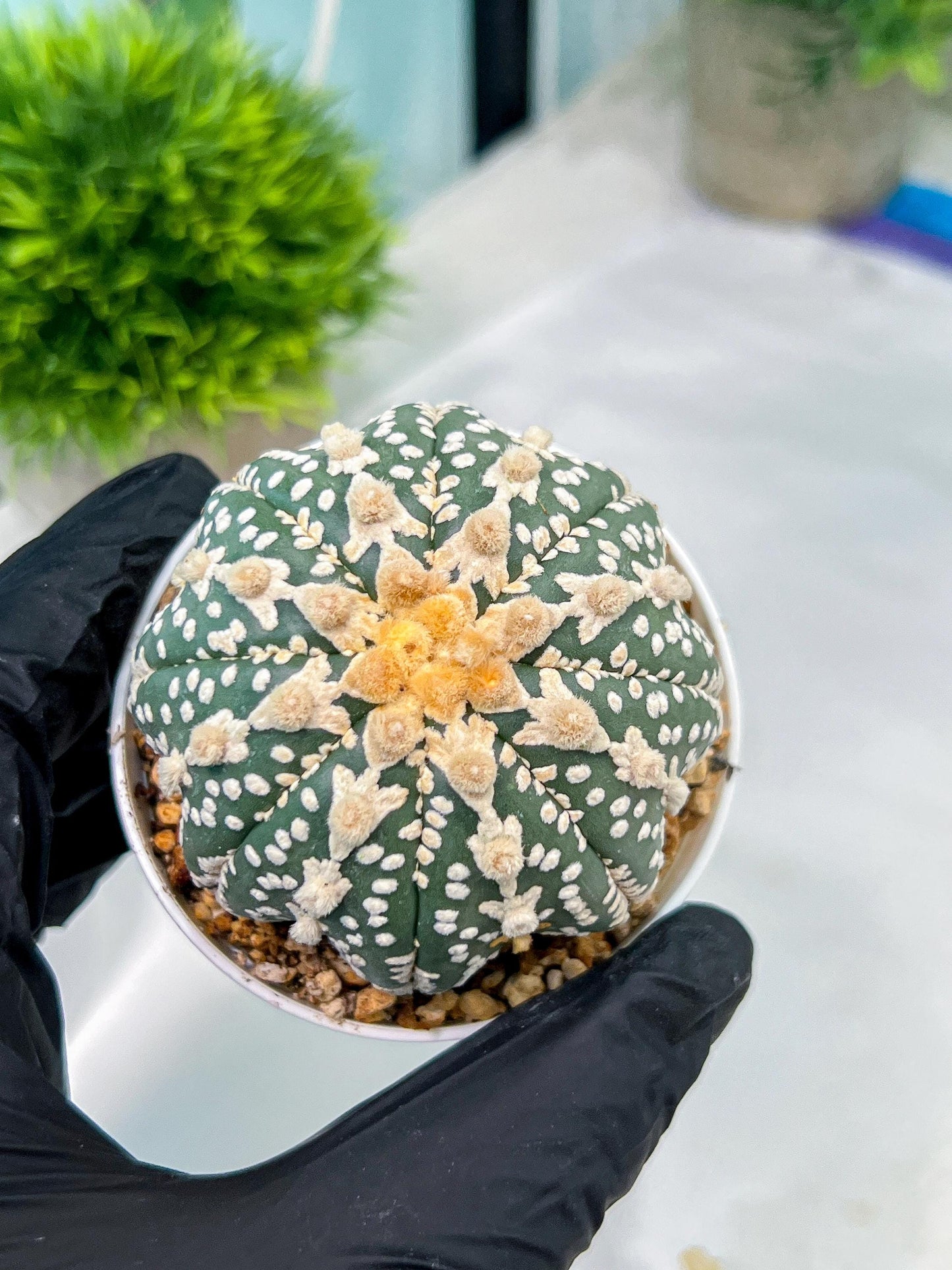 Custom Order- You'll receive the exact live plant (#T1R6) | USA Plant Seller | 3" Pot