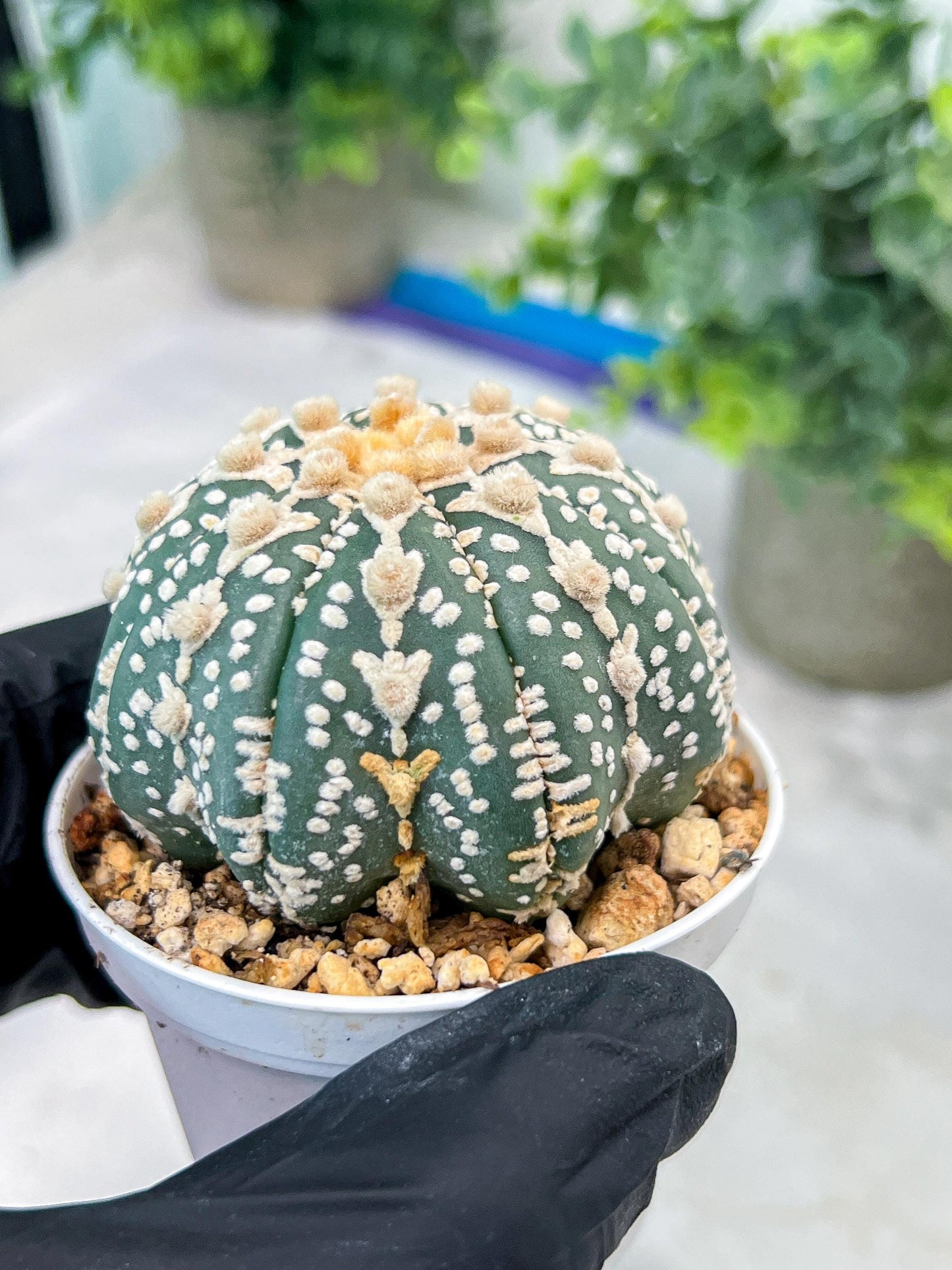 Custom Order- You'll receive the exact live plant (#T1R6) | USA Plant Seller | 3" Pot