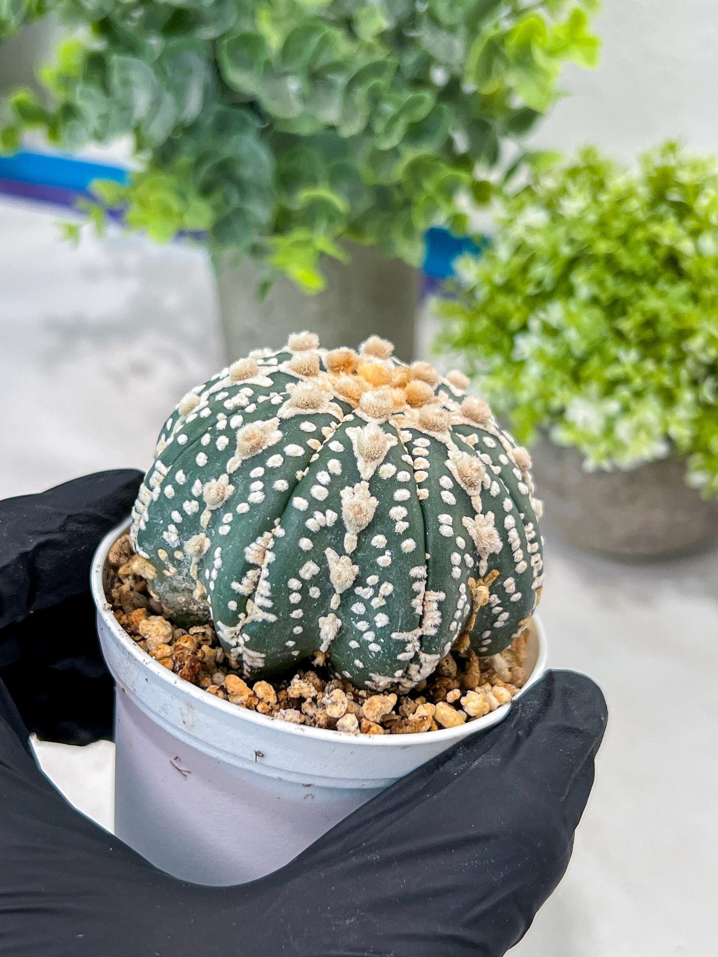 Custom Order- You'll receive the exact live plant (#T1R6) | USA Plant Seller | 3" Pot