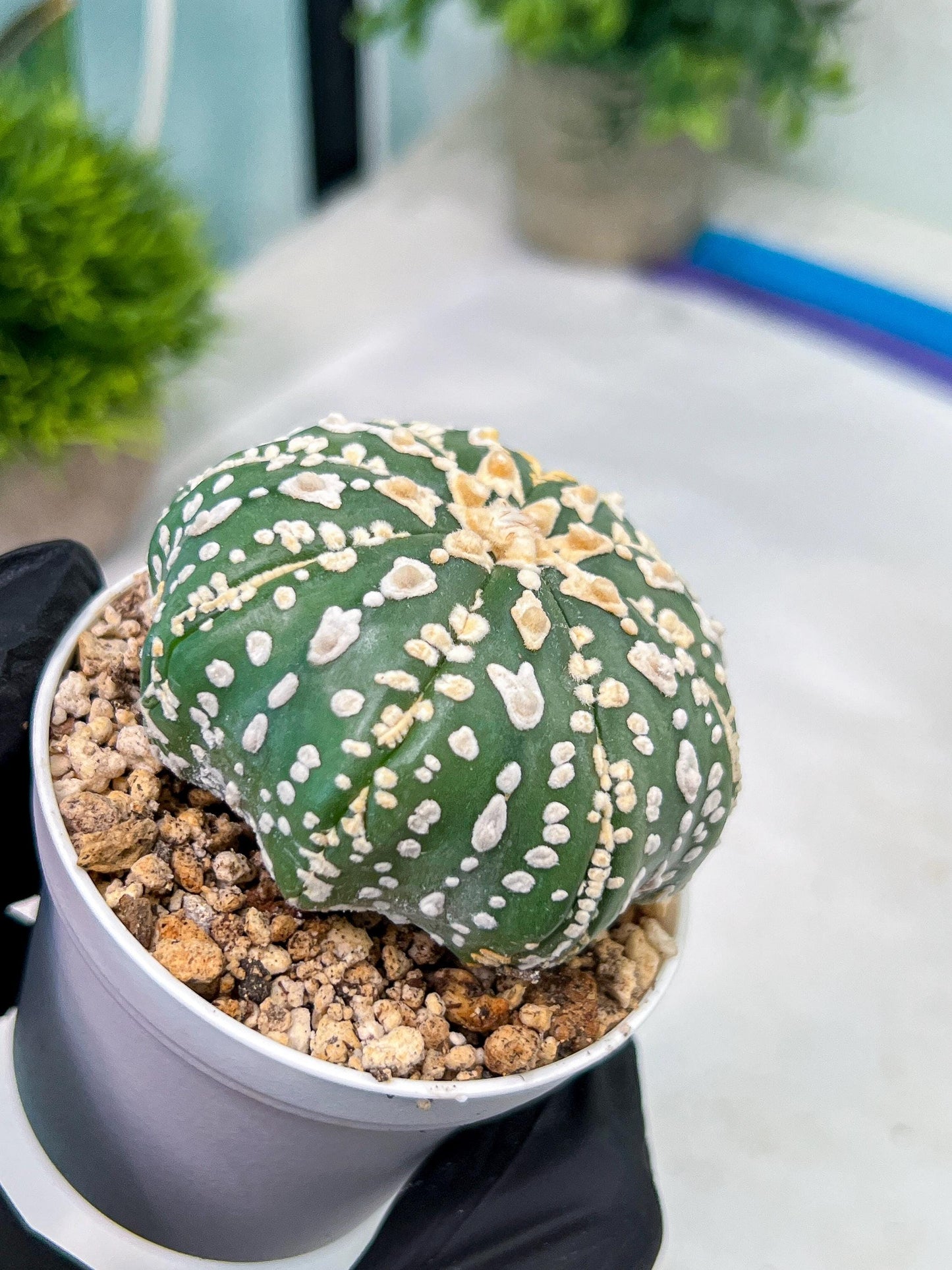 Custom Order- You'll receive the exact live plant (#T1R7) | USA Plant Seller | 3" Pot