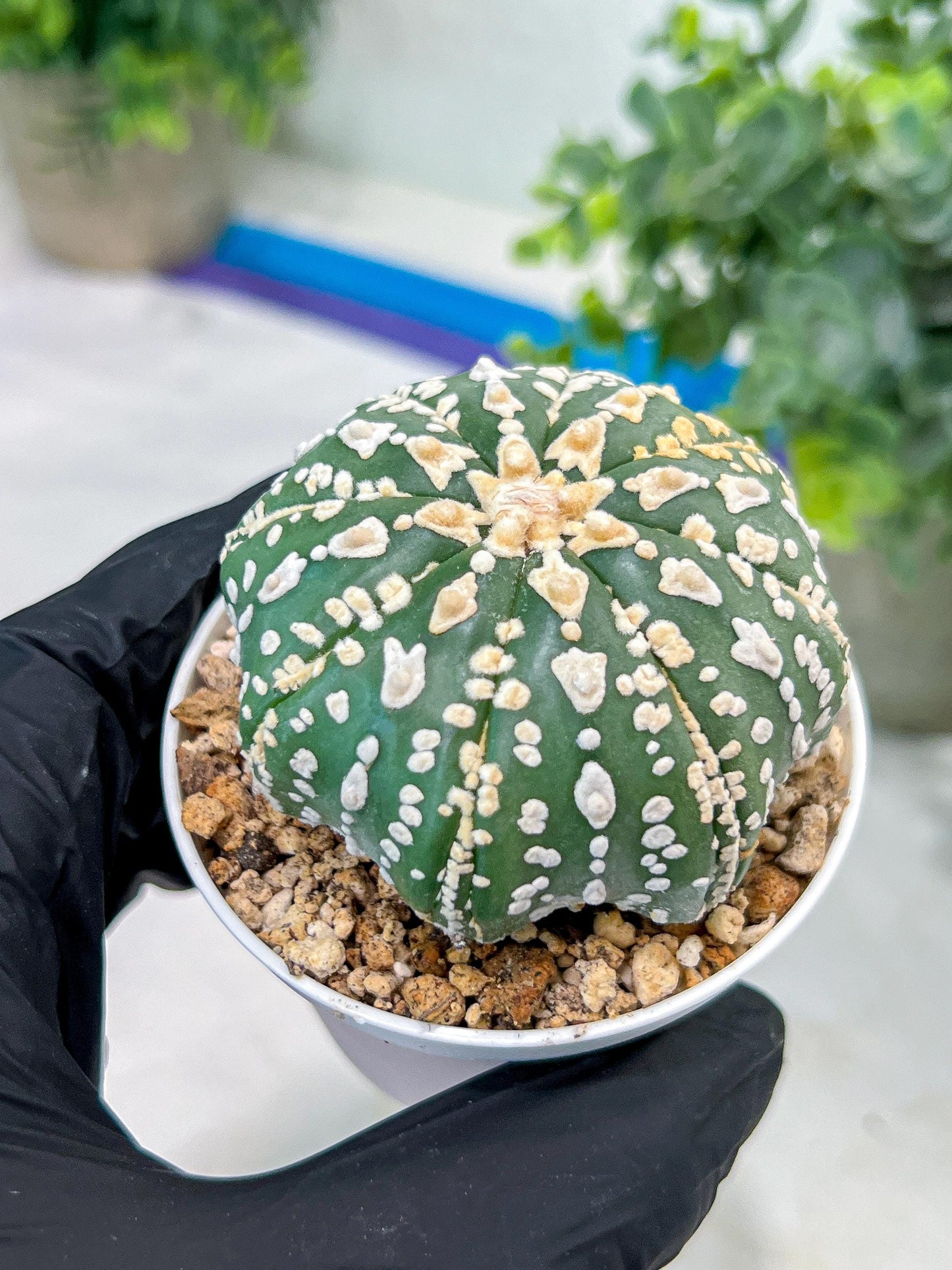 Custom Order- You'll receive the exact live plant (#T1R7) | USA Plant Seller | 3" Pot