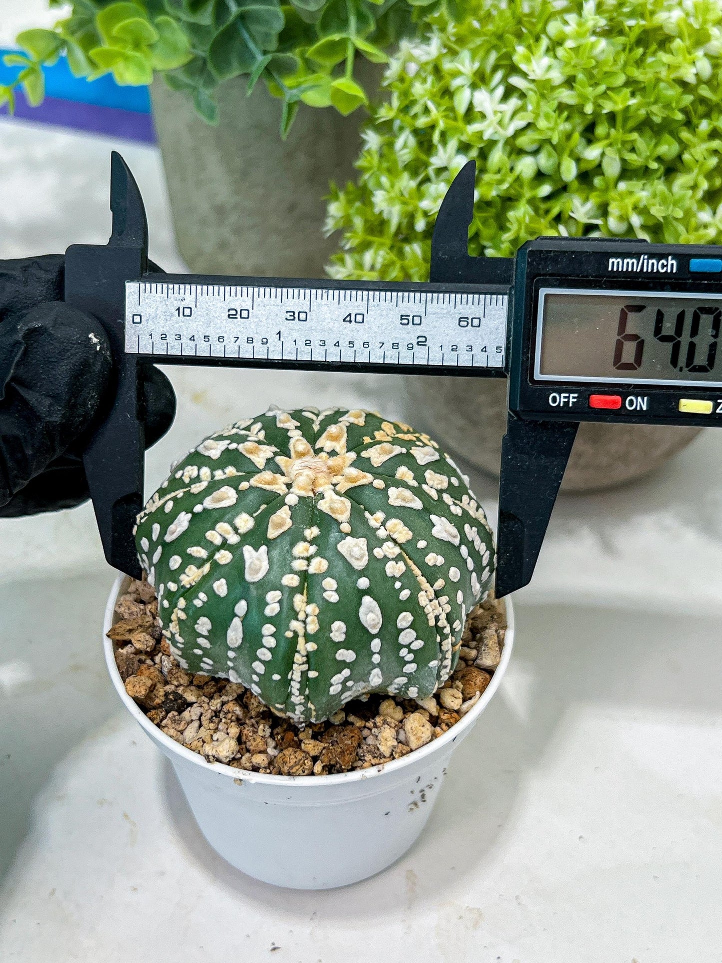 Custom Order- You'll receive the exact live plant (#T1R7) | USA Plant Seller | 3" Pot