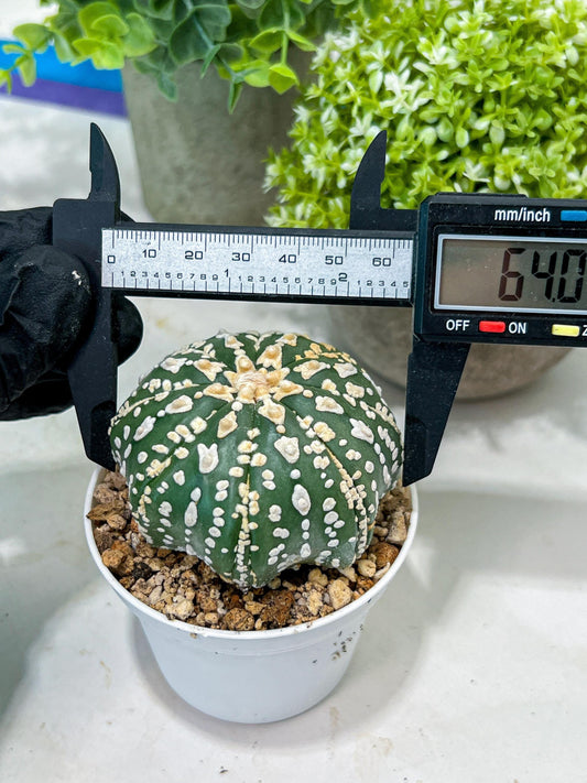 Custom Order- You'll receive the exact live plant (#T1R7) | USA Plant Seller | 3" Pot