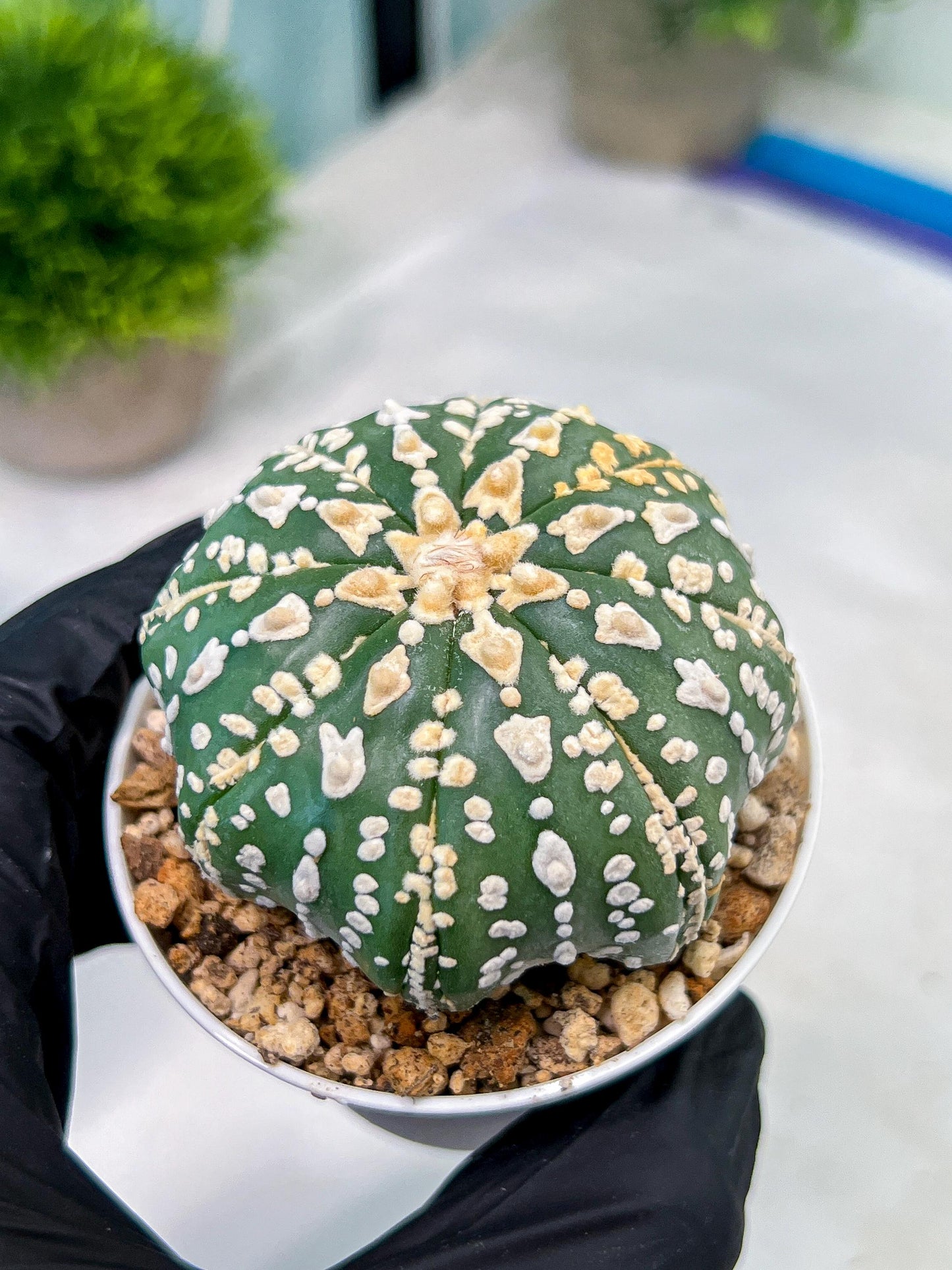 Custom Order- You'll receive the exact live plant (#T1R7) | USA Plant Seller | 3" Pot