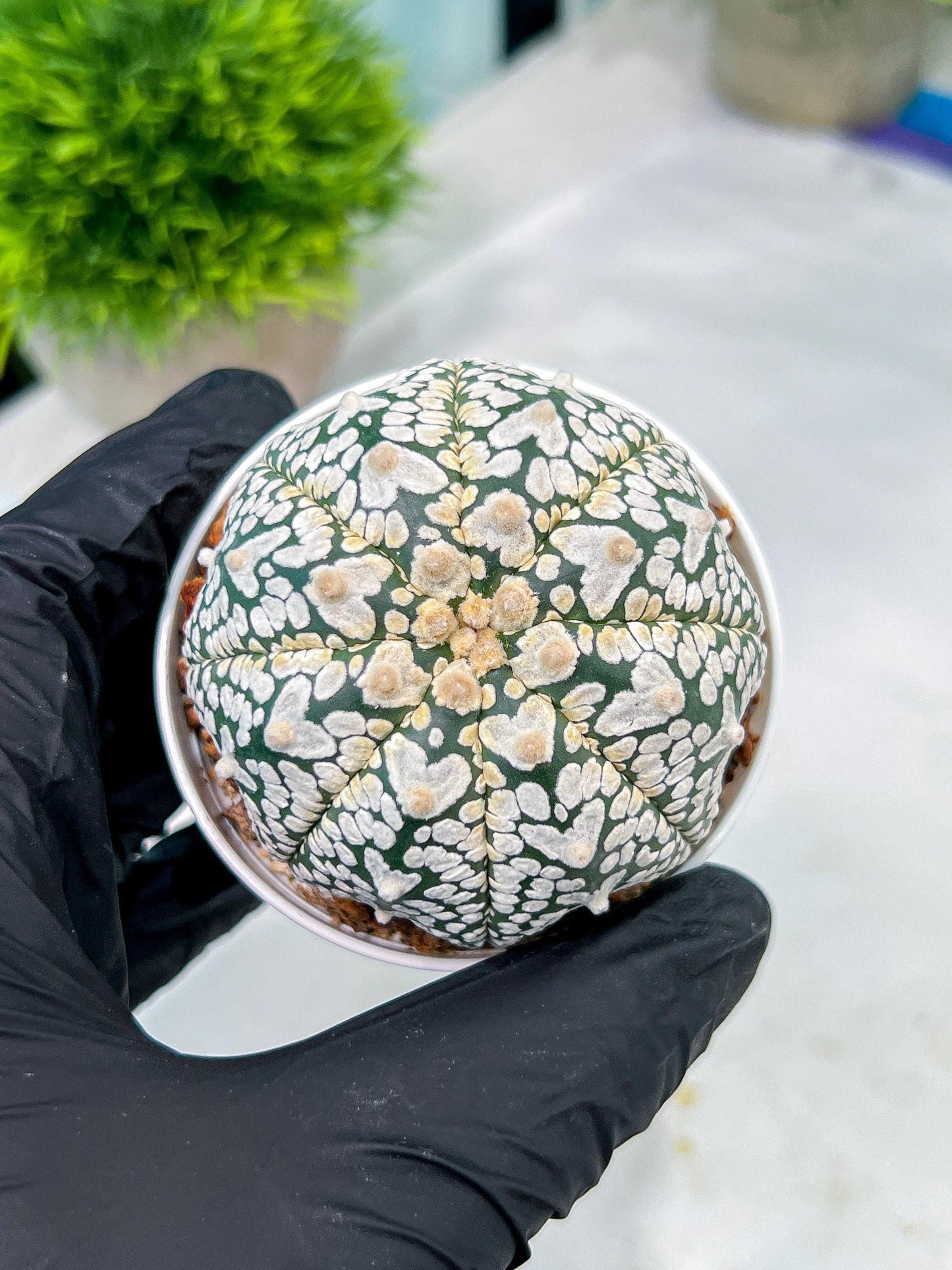 Custom Order- You'll receive the exact live plant (#T1P1) | USA Plant Seller | 3" Pot