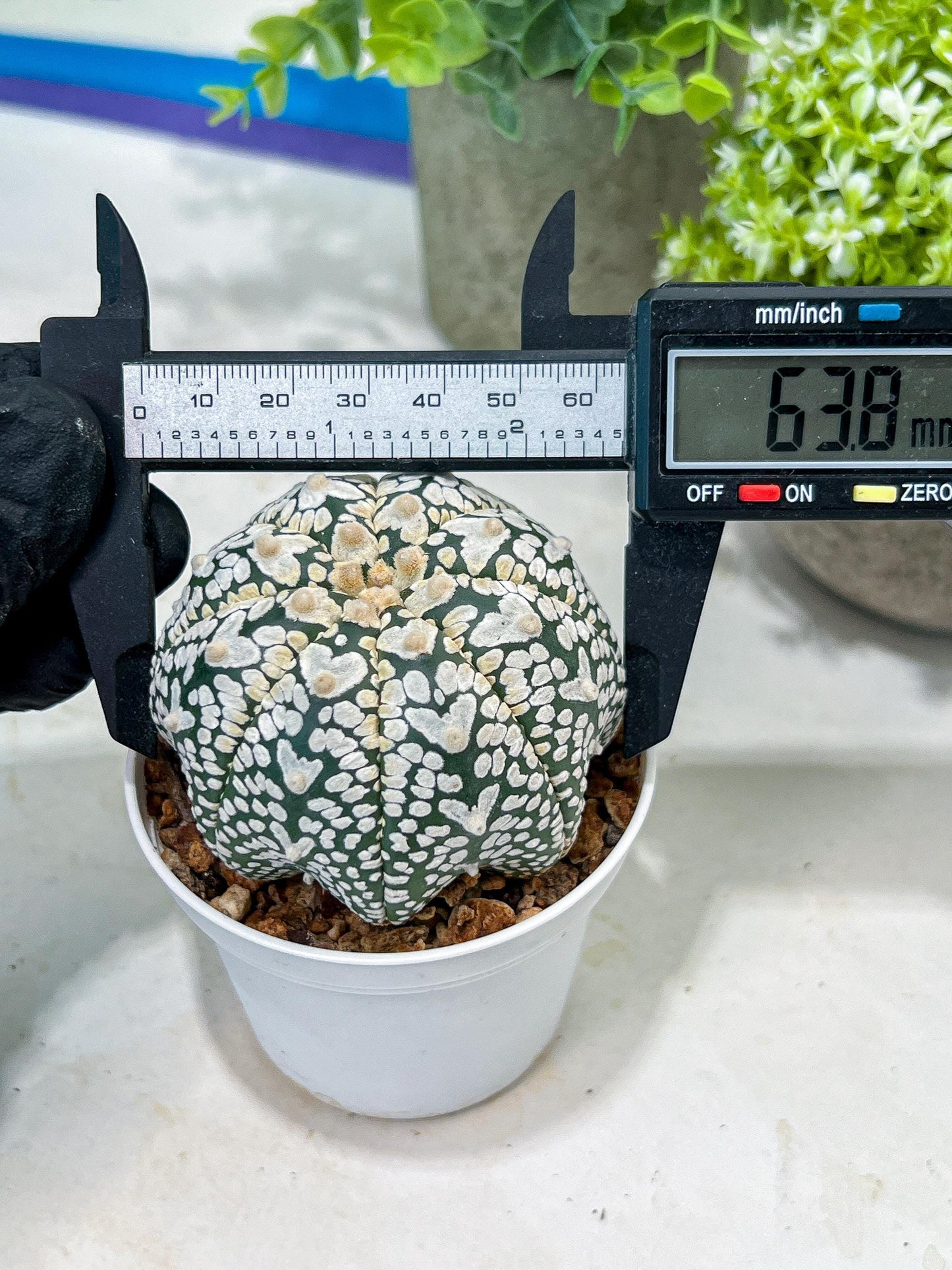 Custom Order- You'll receive the exact live plant (#T1P1) | USA Plant Seller | 3" Pot