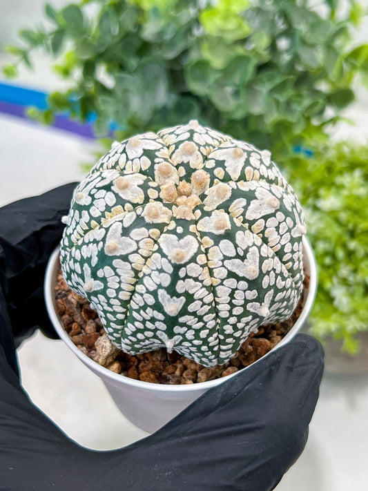 Custom Order- You'll receive the exact live plant (#T1P1) | USA Plant Seller | 3" Pot