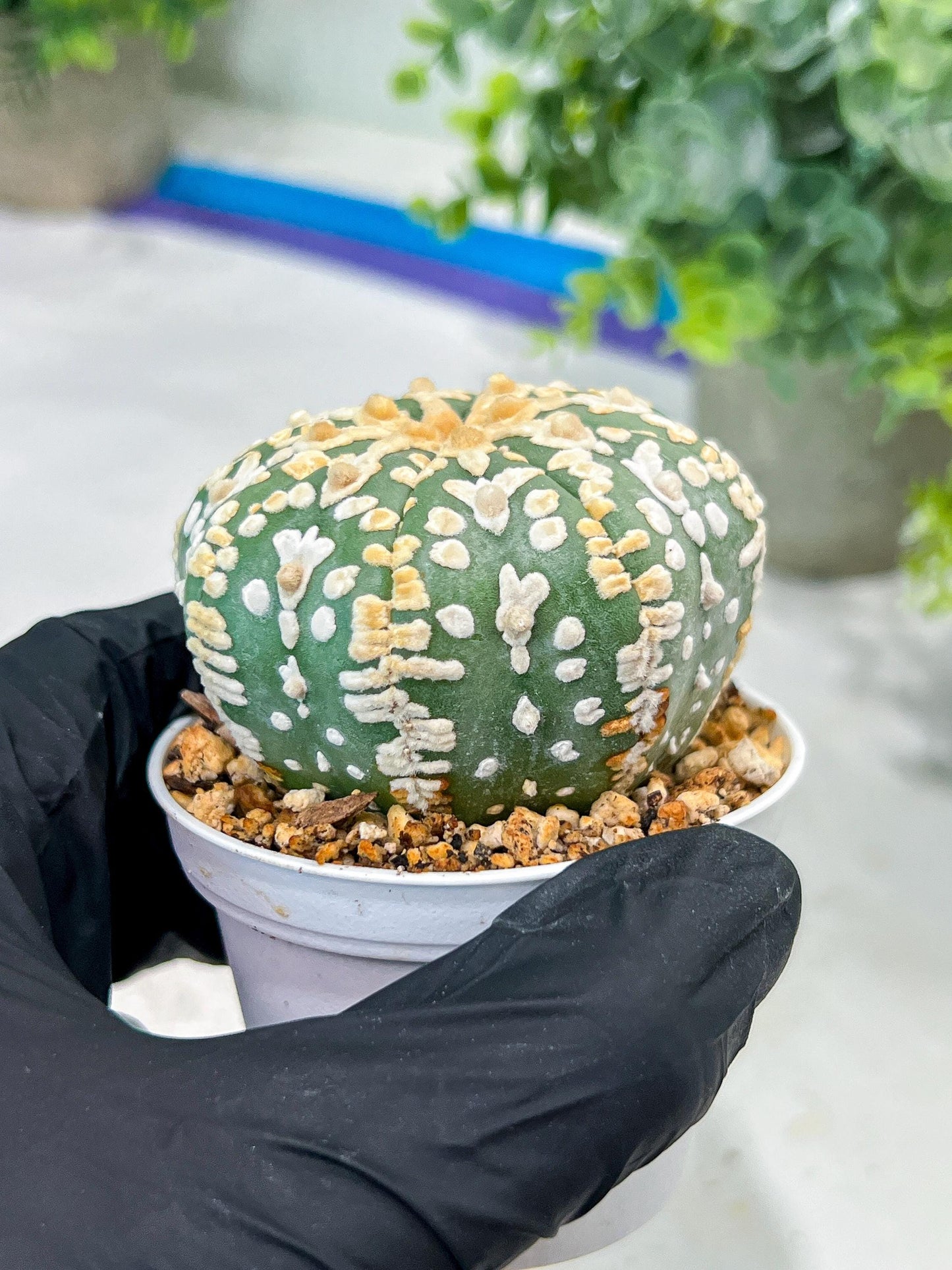 Custom Order- You'll receive the exact live plant (#T1P2) | Las Vegas Plant Seller | 3" Pot