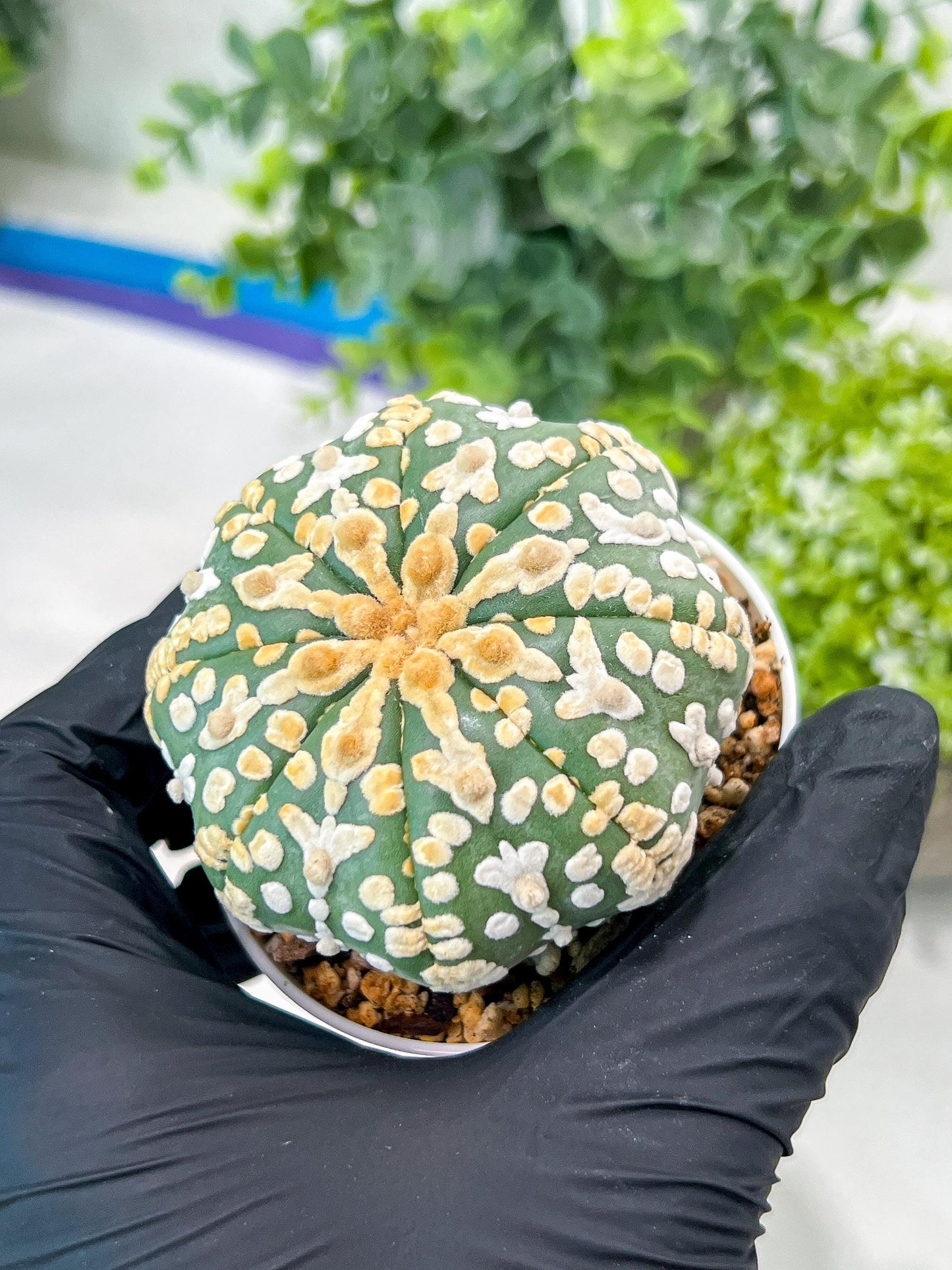 Custom Order- You'll receive the exact live plant (#T1P2) | Las Vegas Plant Seller | 3" Pot