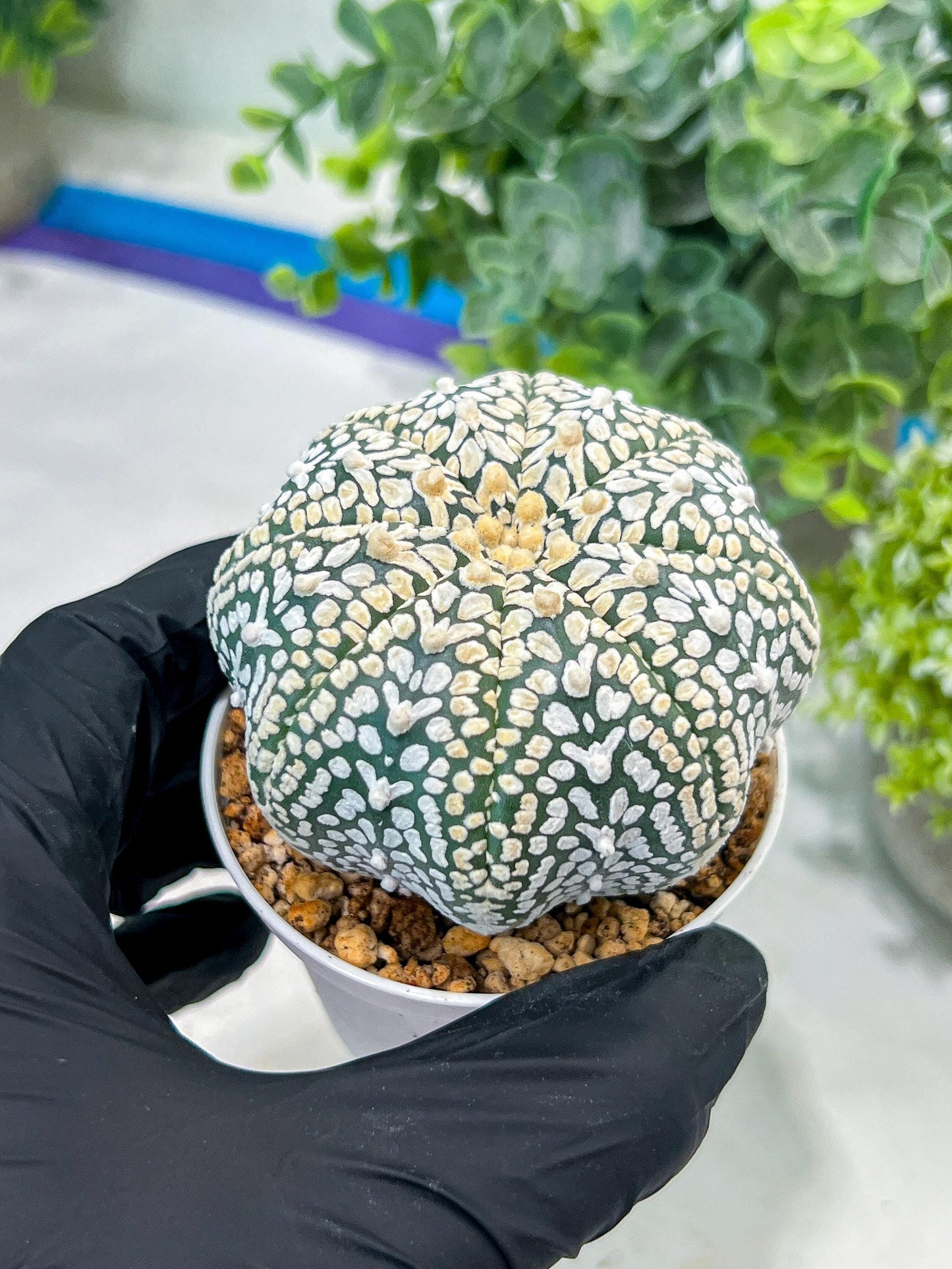 Custom Order- You'll receive the exact live plant (#T1P3) | Las Vegas Plant Shop | 3"Pots
