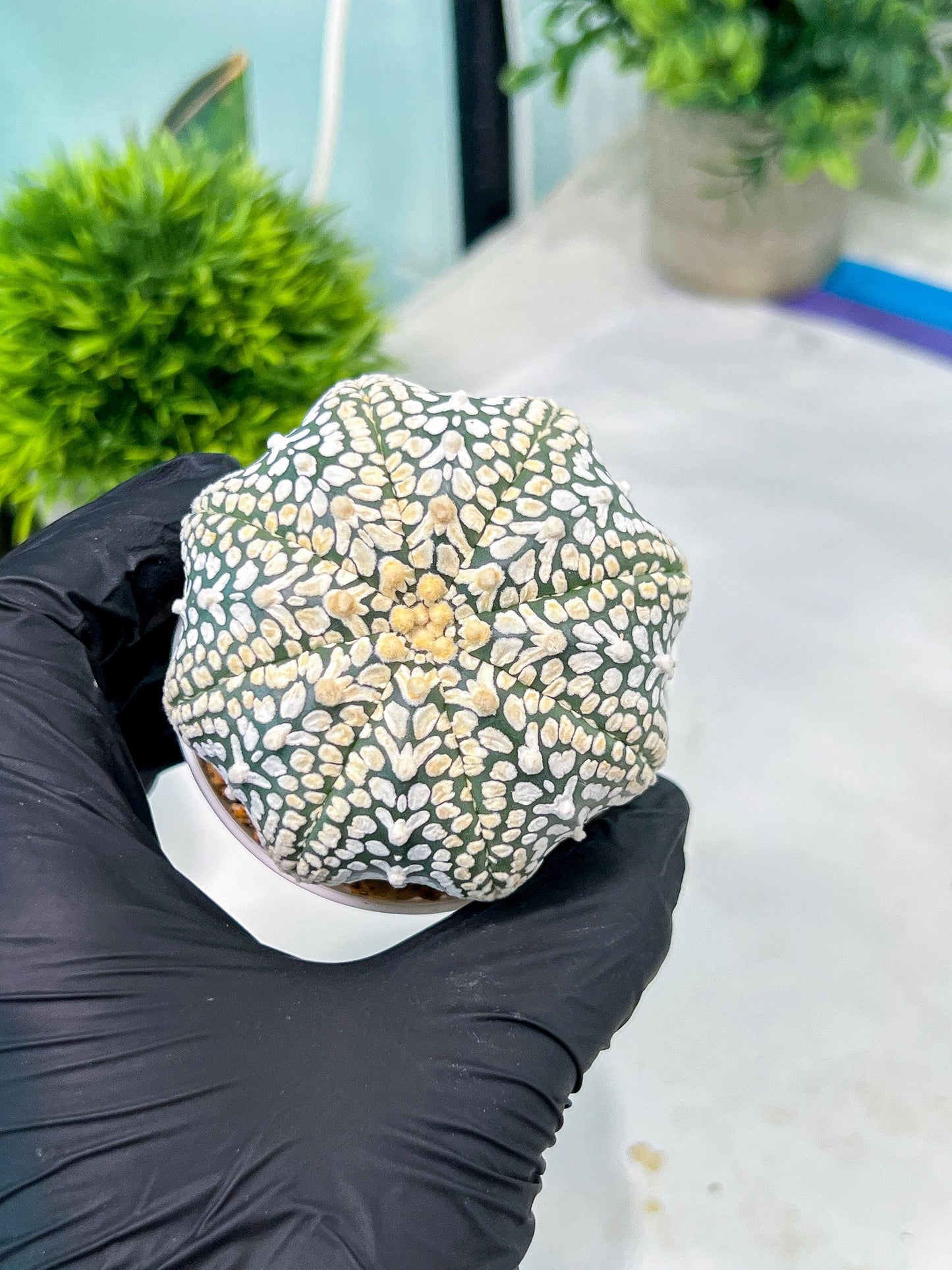 Custom Order- You'll receive the exact live plant (#T1P3) | Las Vegas Plant Shop | 3"Pots