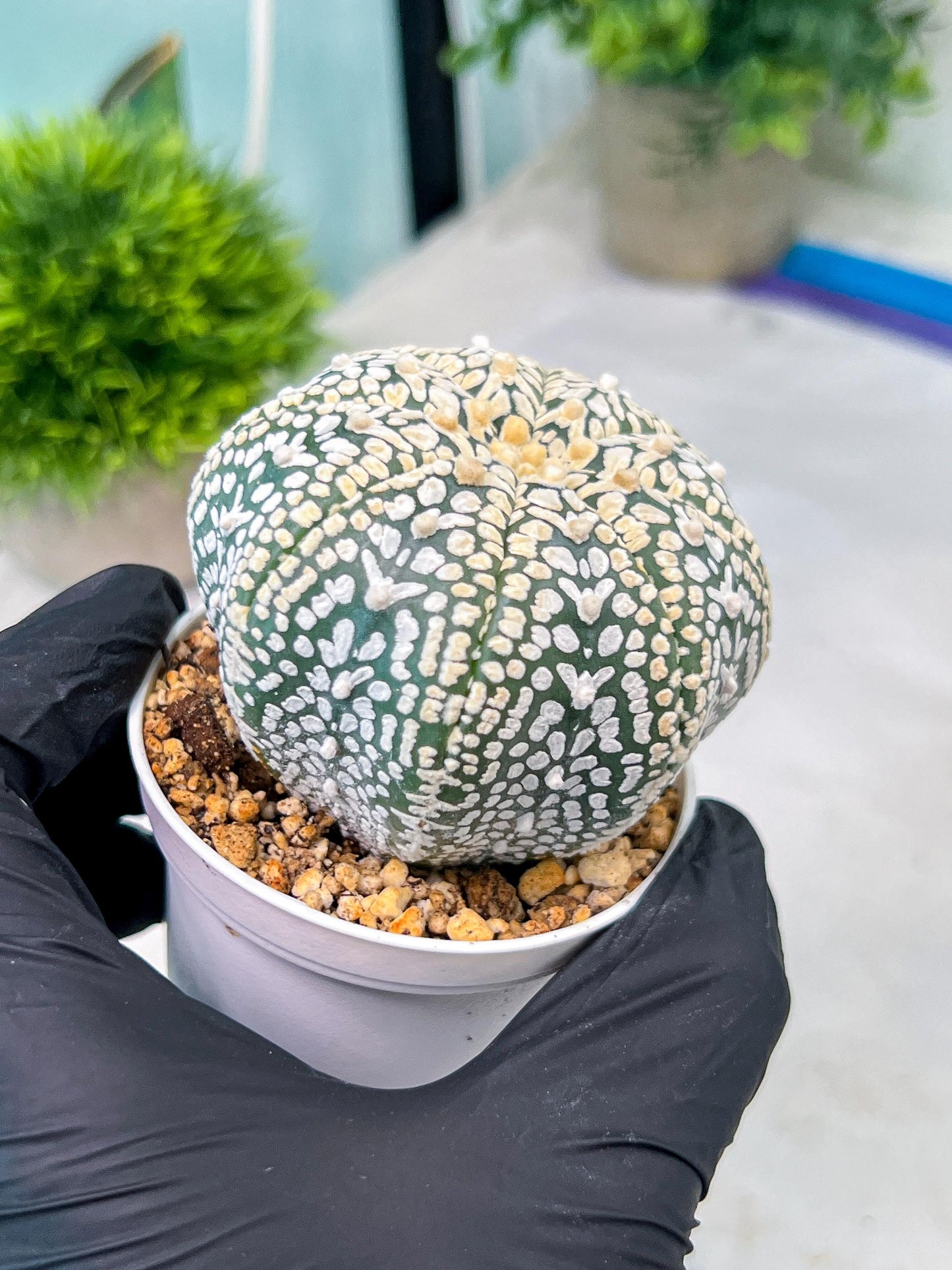 Custom Order- You'll receive the exact live plant (#T1P3) | Las Vegas Plant Shop | 3"Pots