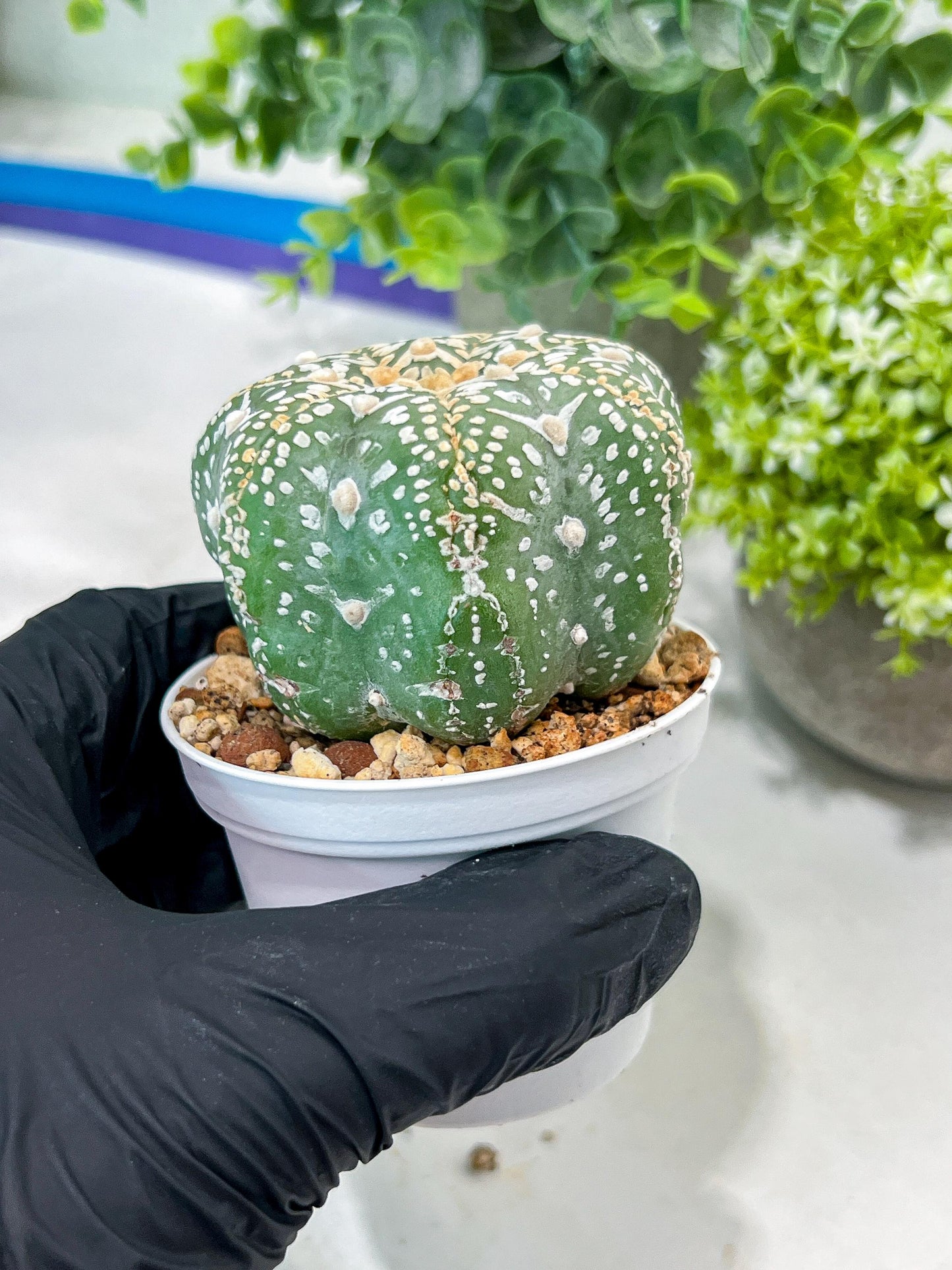 Custom Order- You'll receive the exact live plant (#T1P4) | Imported From Japan/korea | 3" Pot