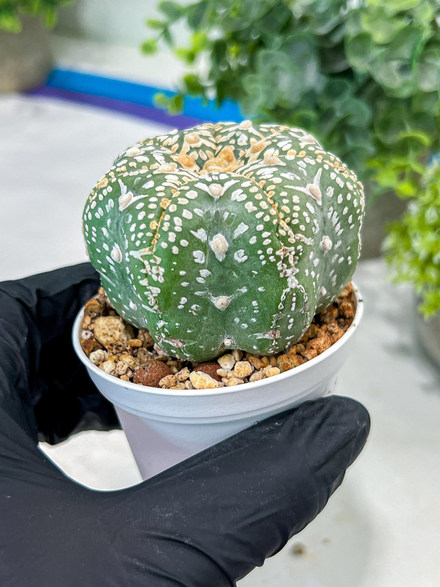 Custom Order- You'll receive the exact live plant (#T1P4) | Imported From Japan/korea | 3" Pot