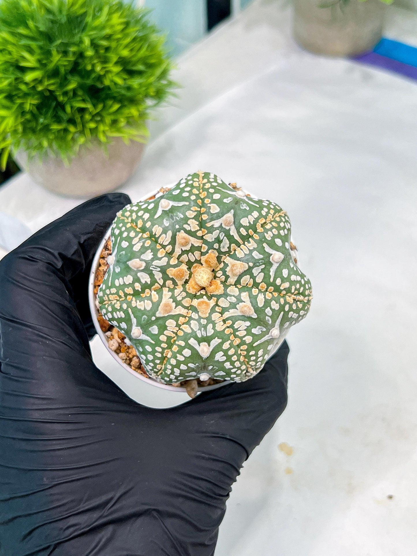Custom Order- You'll receive the exact live plant (#T1P4) | Imported From Japan/korea | 3" Pot