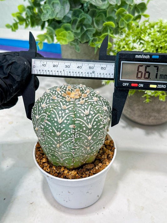 Custom Order- You'll receive the exact live plant (#T1P5) | Las Vegas Botanical Shop | 3" Pot
